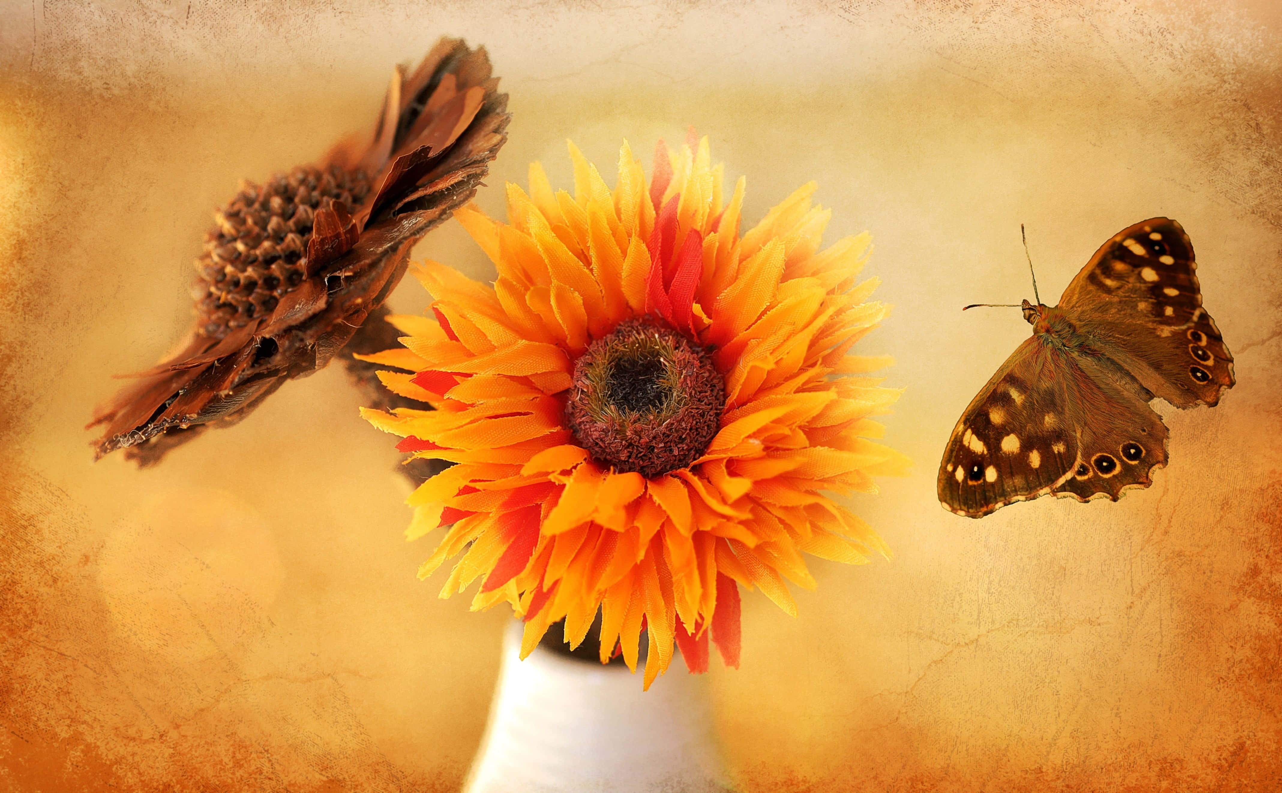 sunflower, butterfly, pinecone, 4K Desktop Wallpaper