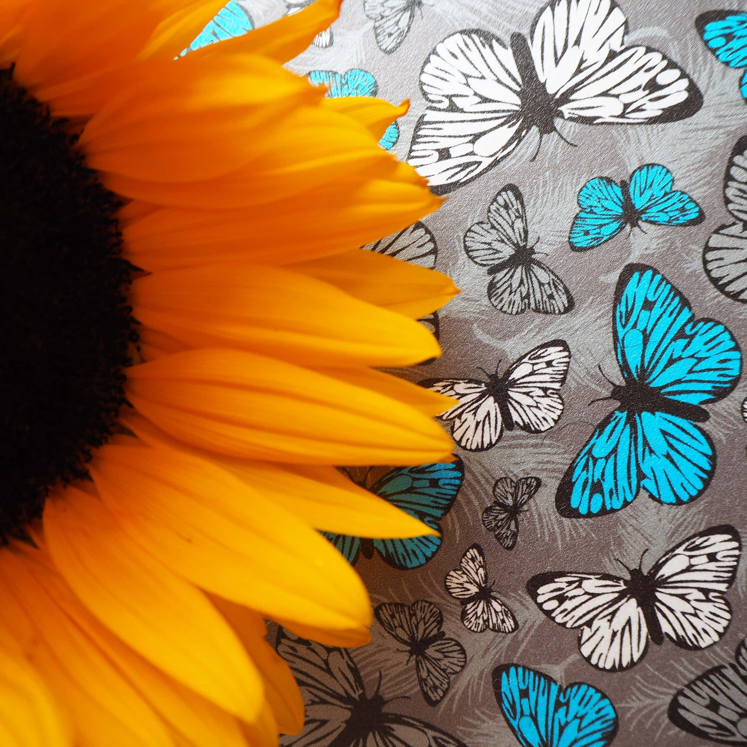 sunflower, gray fabric, white butterflies, 2K Desktop Wallpaper
