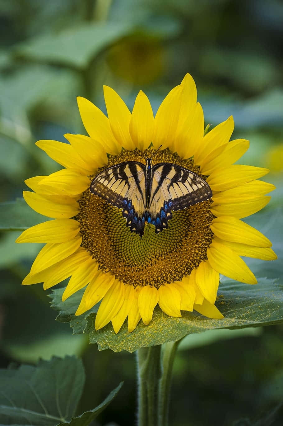 tiger swallowtail butterfly, vibrant yellow sunflower, soft green blurred background, HD Phone Wallpaper