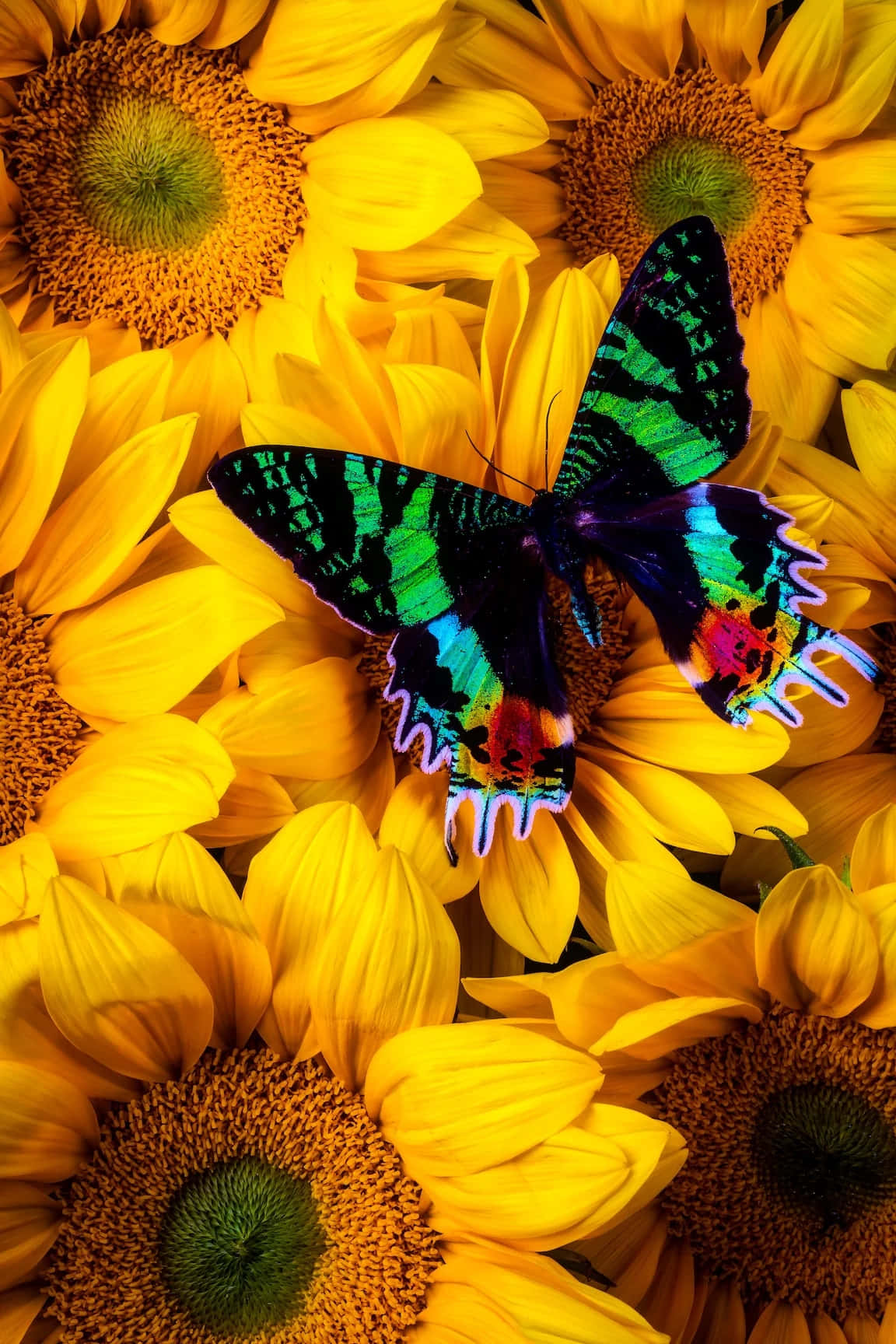 vibrant iridescent butterfly, electric green blue and purple wings, bright yellow sunflowers, HD Phone Wallpaper