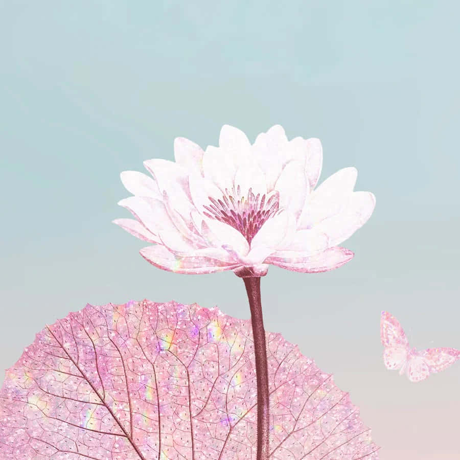 pastel lotusand butterfly, pink lotus, shimmering pink lily pad, SD Desktop Wallpaper