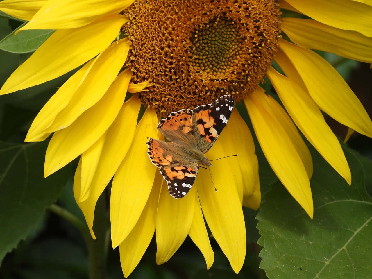 Sunflower, Butterfly, orange and black butterfly, HD Desktop Wallpaper