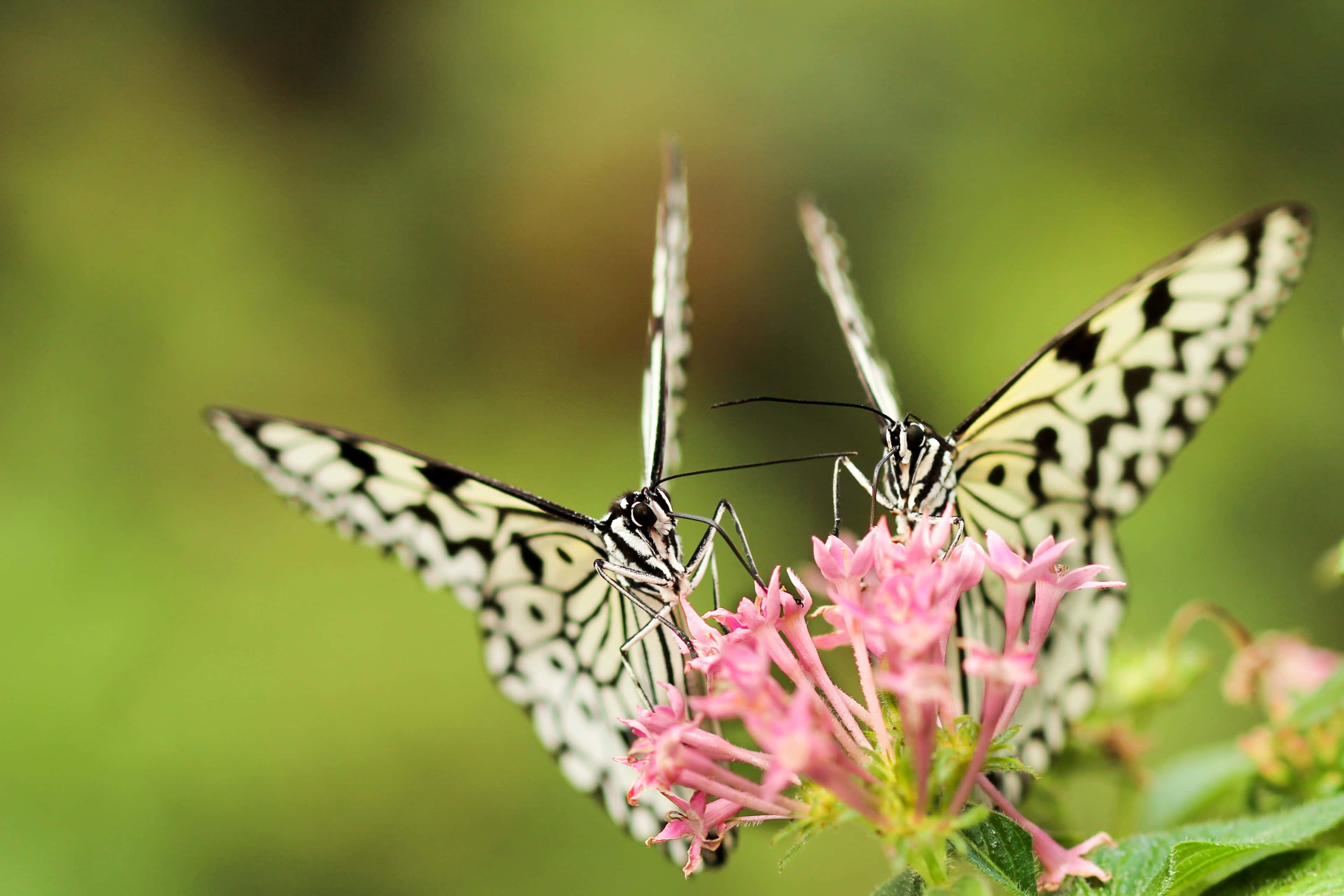 black and white butterflies, intricate wing patterns, vibrant pink flowers, 4K Desktop Wallpaper
