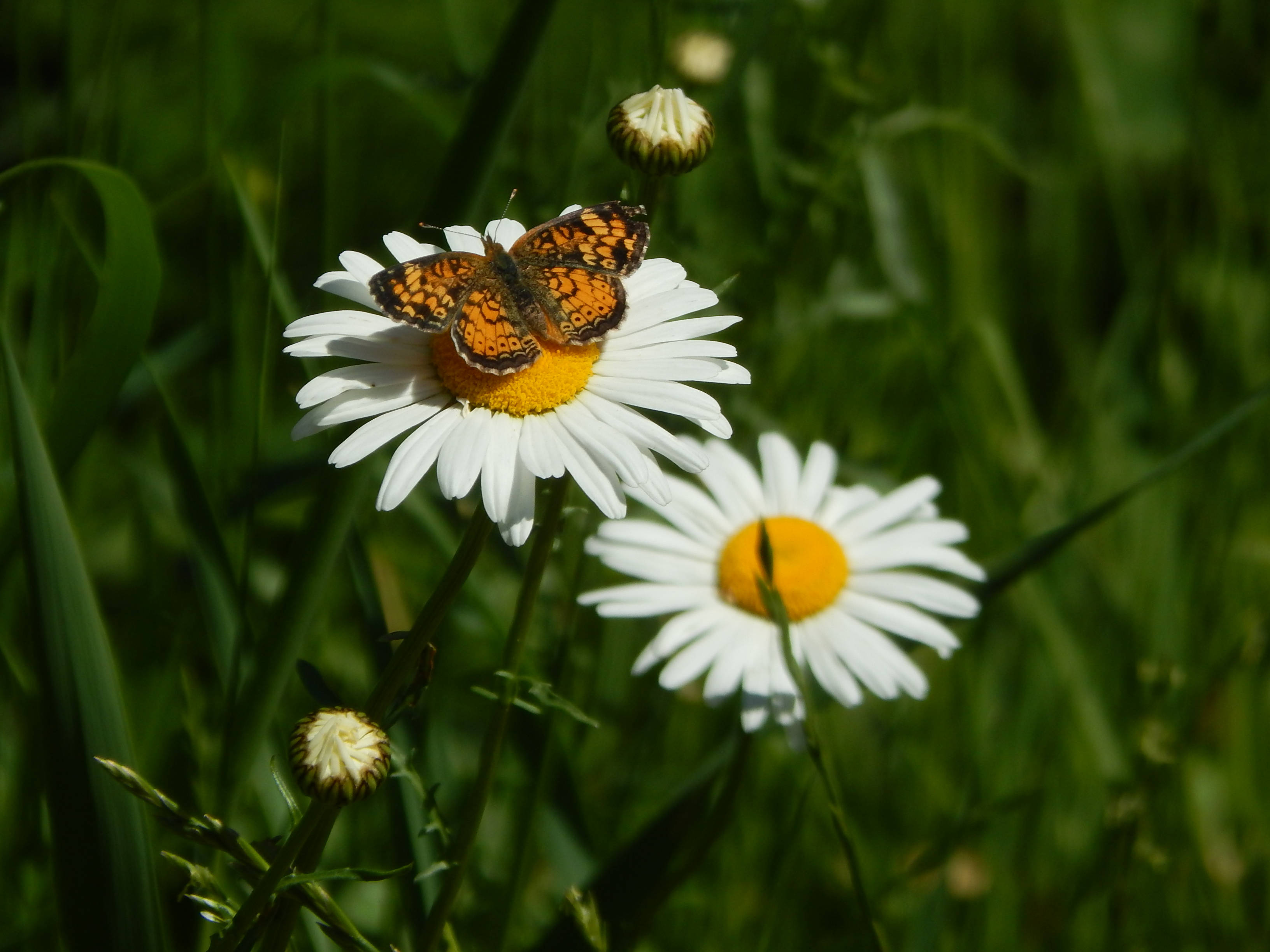 Full HD Butterfly Daisy, orange butterfly, white daisy, 2K Desktop Wallpaper