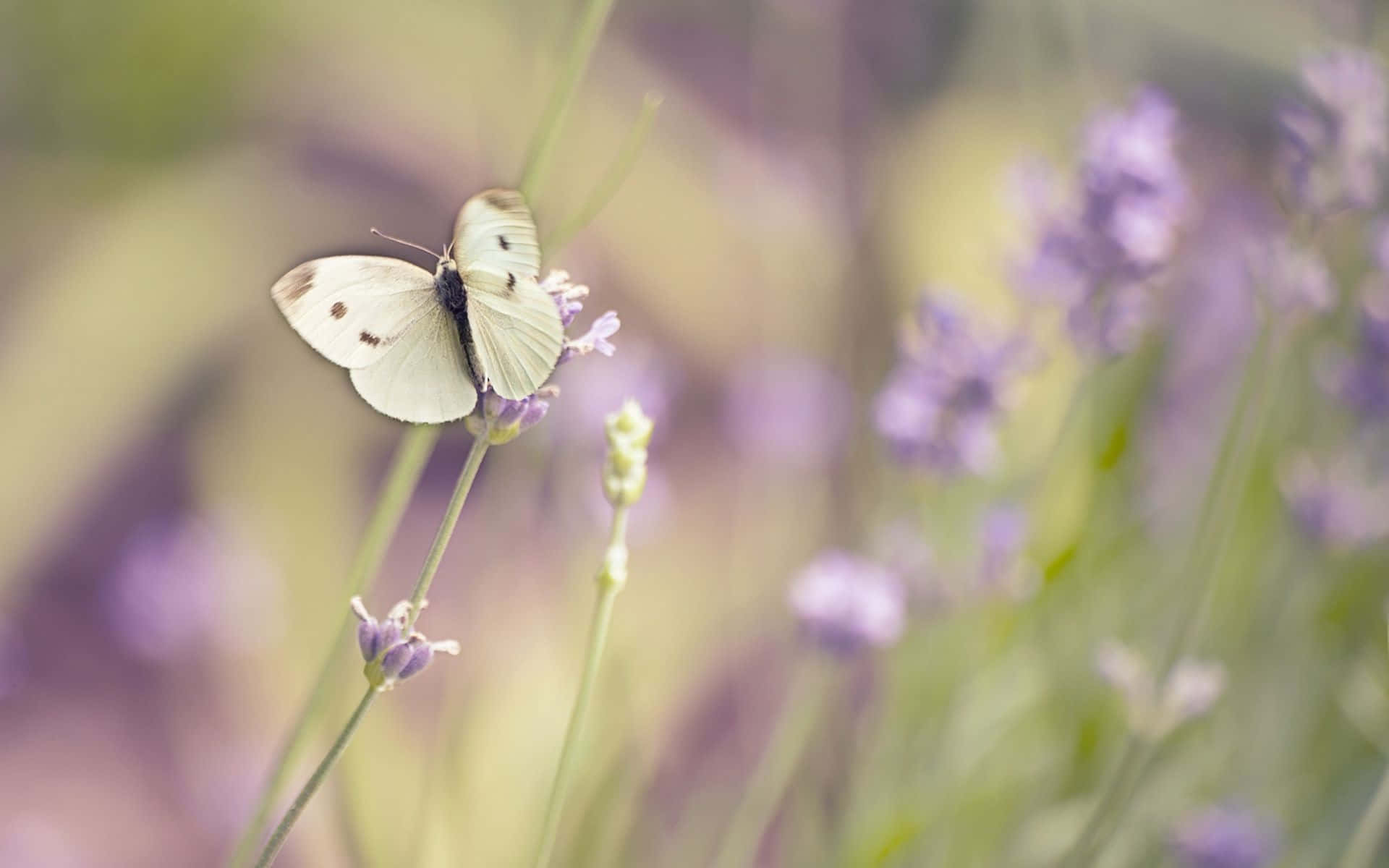 white butterfly, black spots, lavender flower, Full HD Desktop Wallpaper