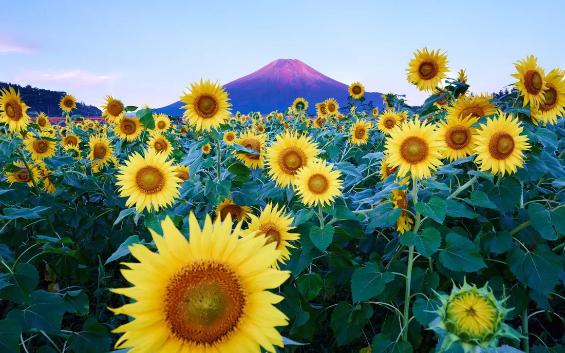 Sunflower Desktop
