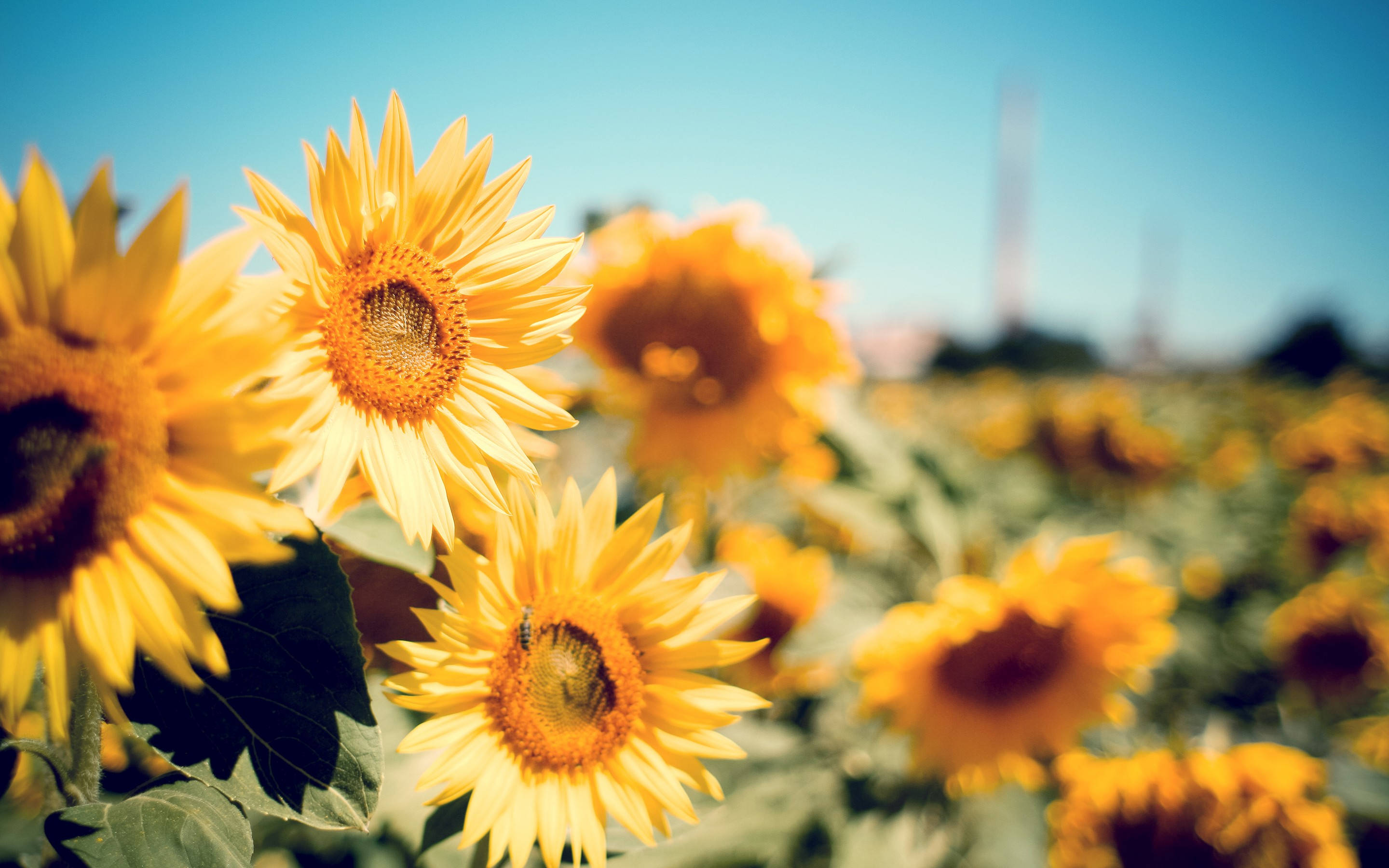 Sunflower Desktop, sunflowers, blue sky, 2K Desktop Wallpaper