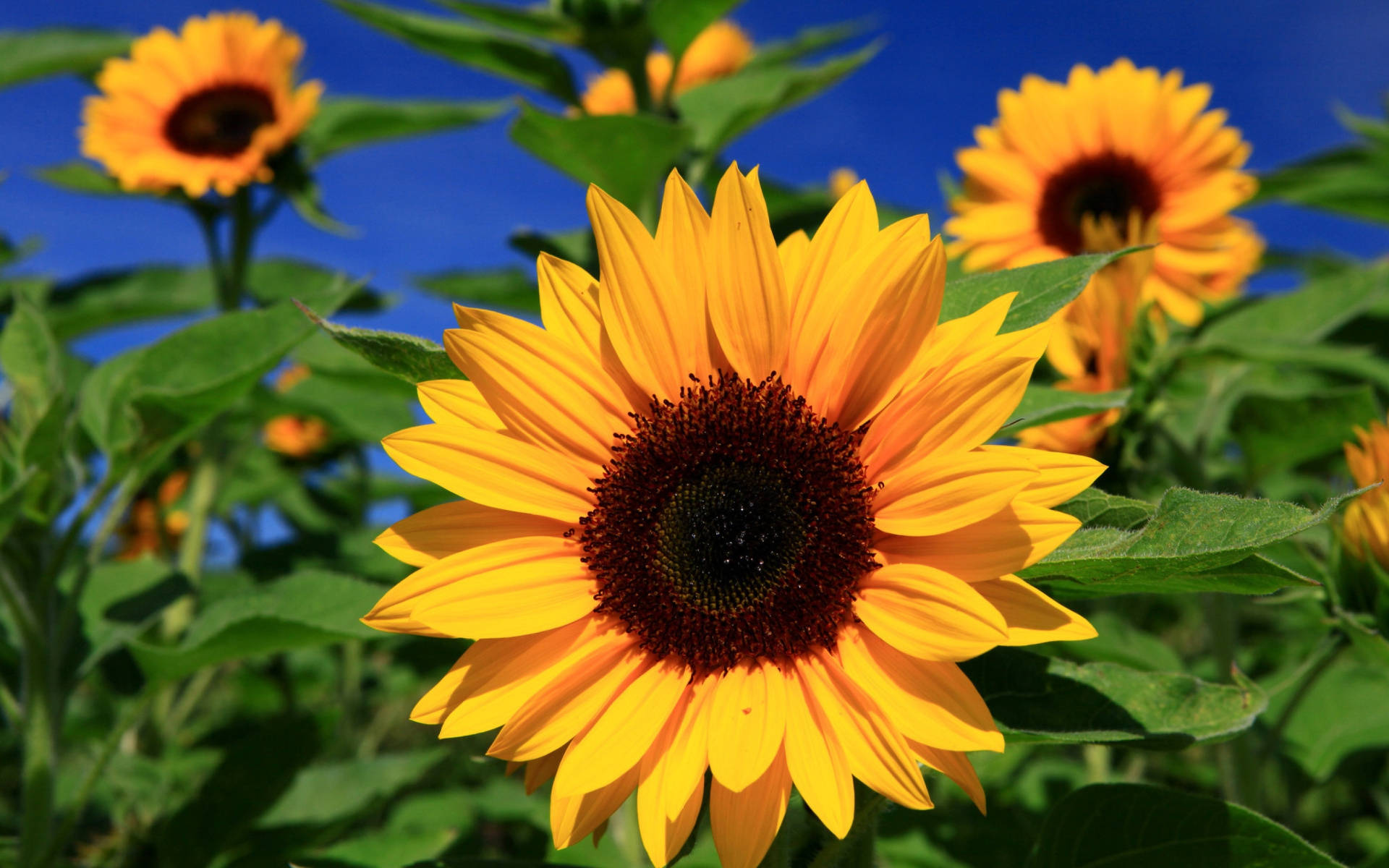 sunflower, blue sky, green leaves, Full HD Desktop Wallpaper