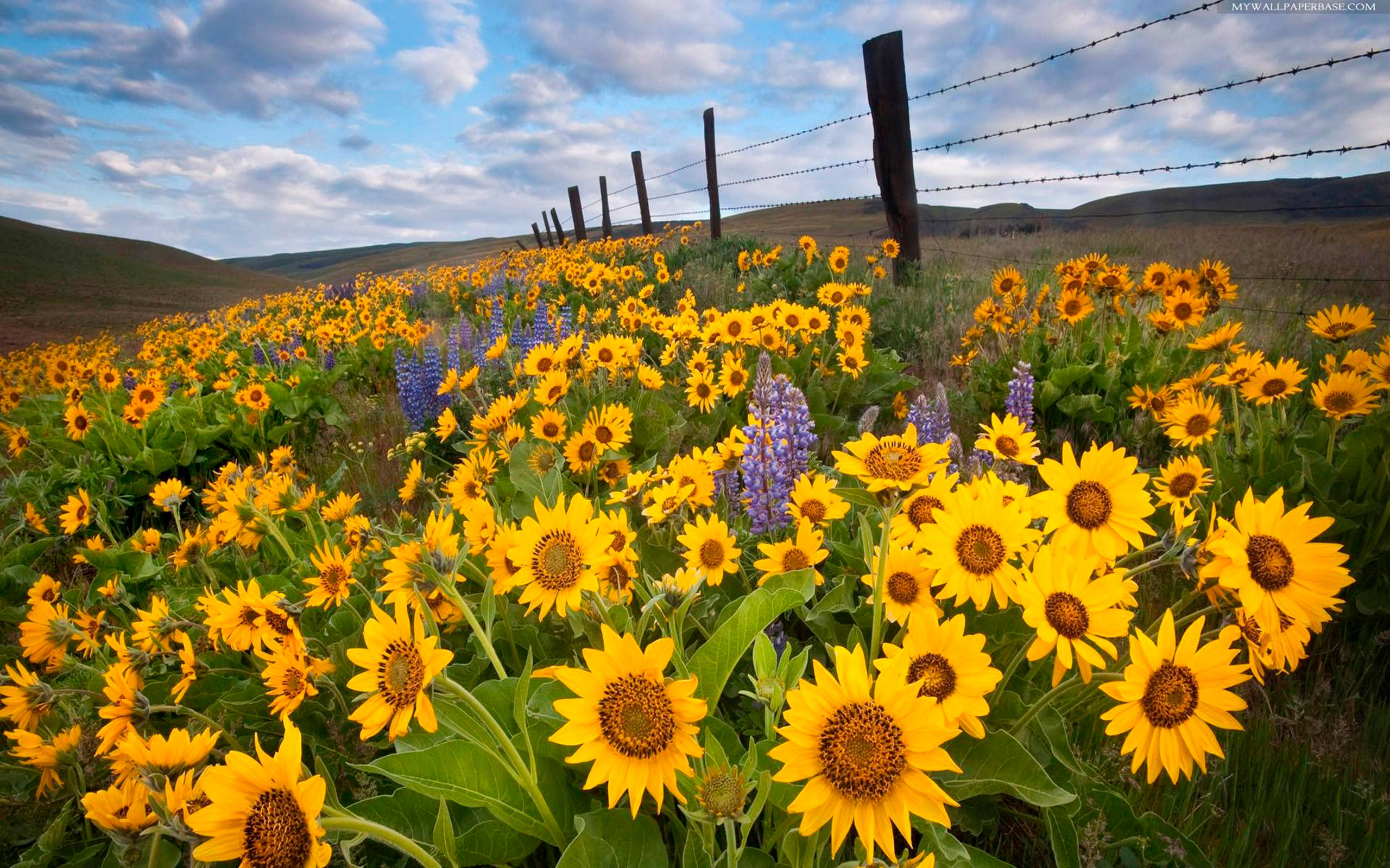sunflower, purple lupines, rustic barbed wire fence, 2K Desktop Wallpaper
