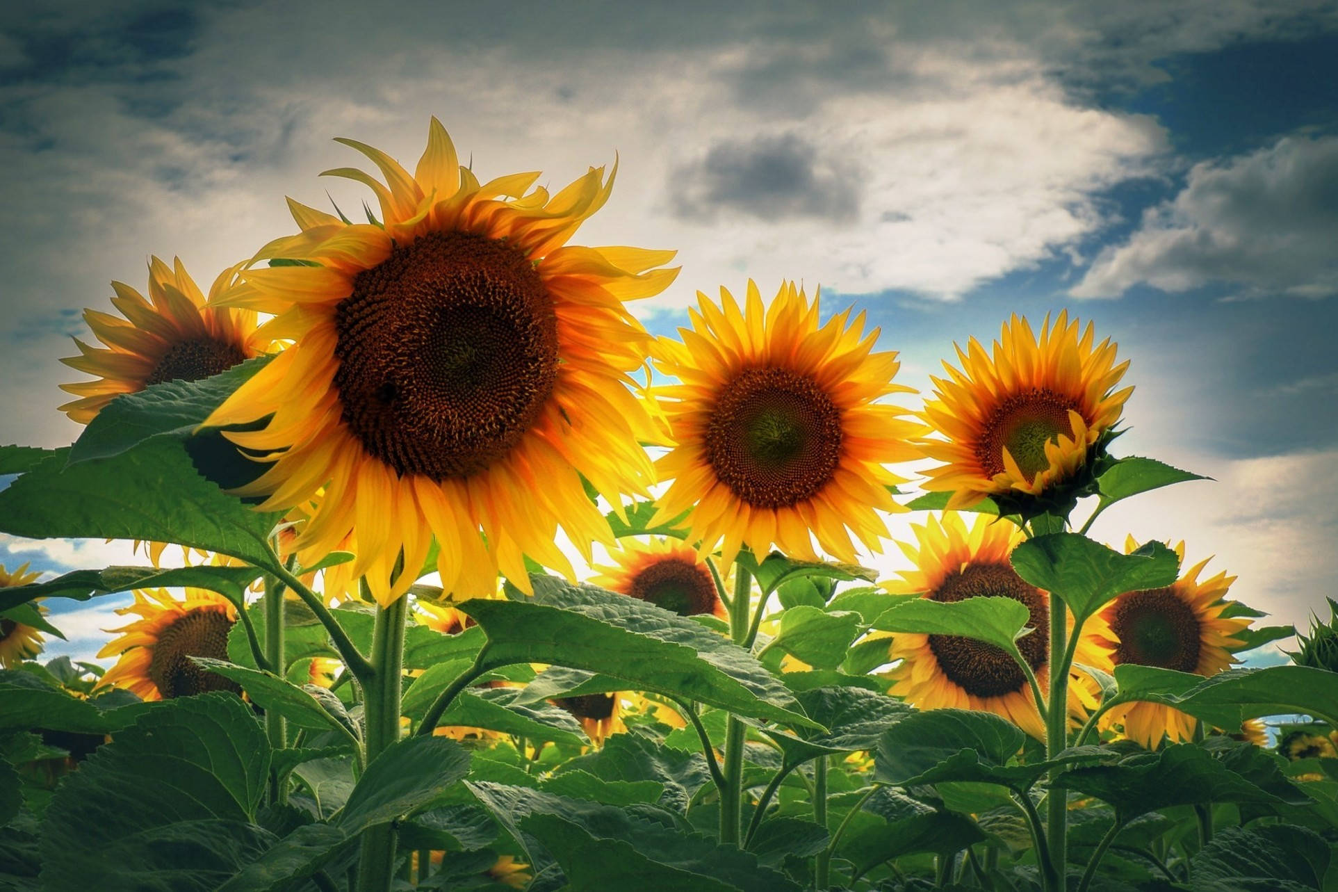 sunflower, golden petals, deep green leaves, Full HD Desktop Wallpaper