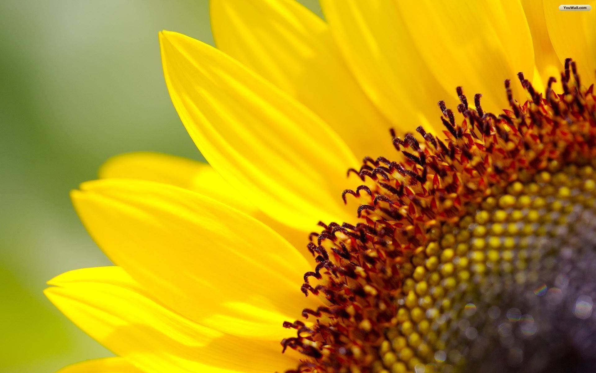 sunflower, vibrant yellow, brown center, Full HD Desktop Wallpaper