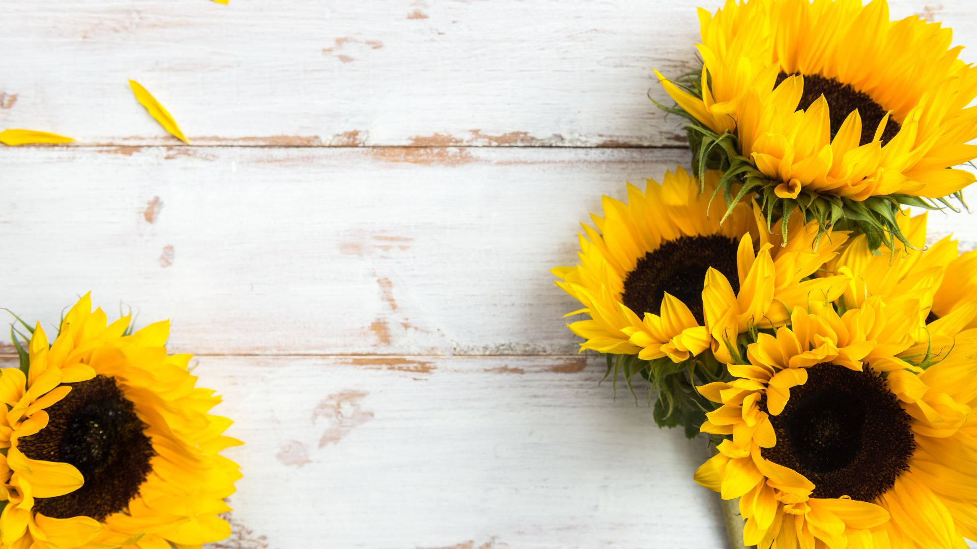 Sunflower Desktop, white wood, sunflowers, Full HD Desktop Wallpaper