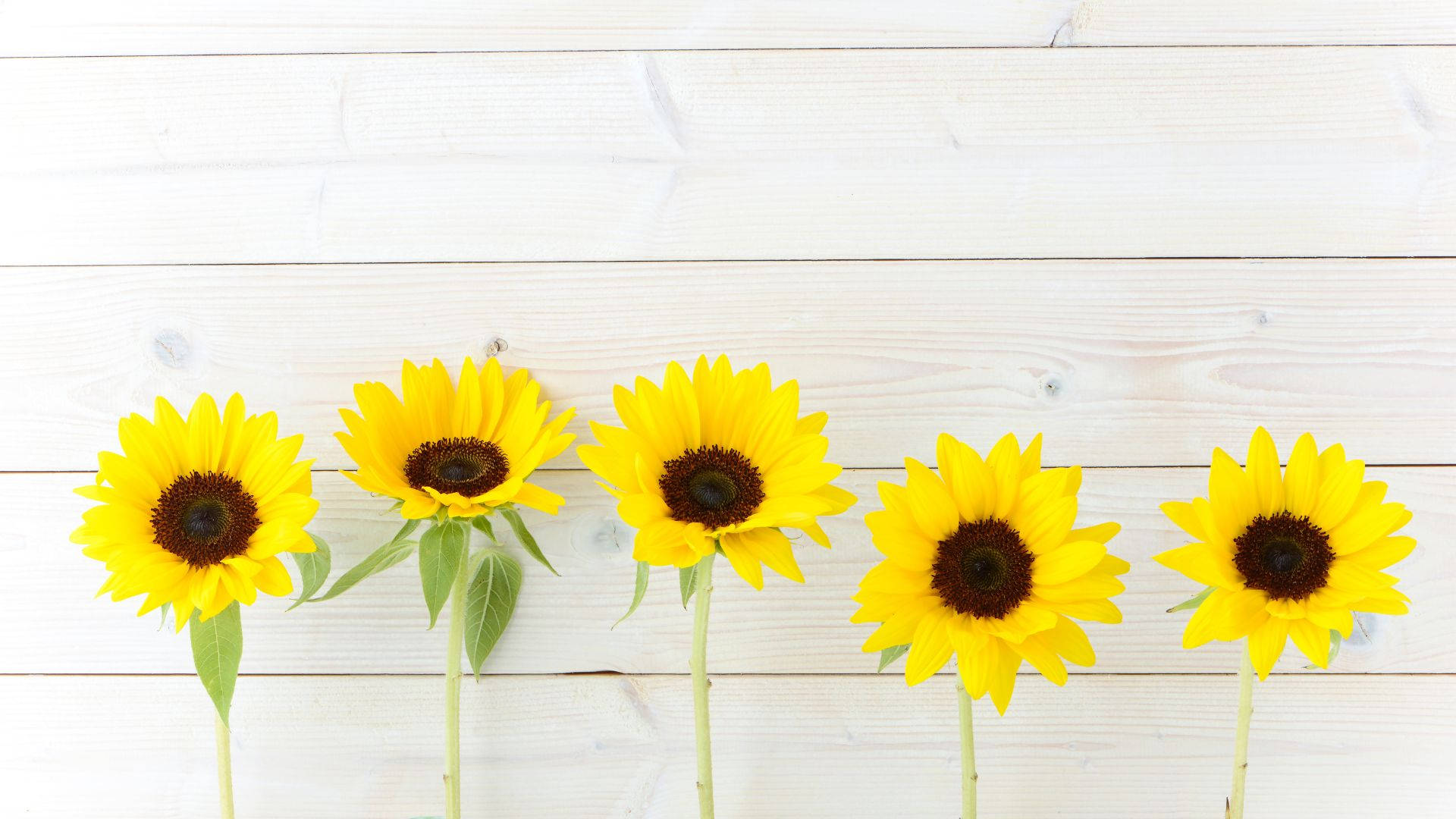 sunflower, yellow, dark centers, Full HD Desktop Wallpaper