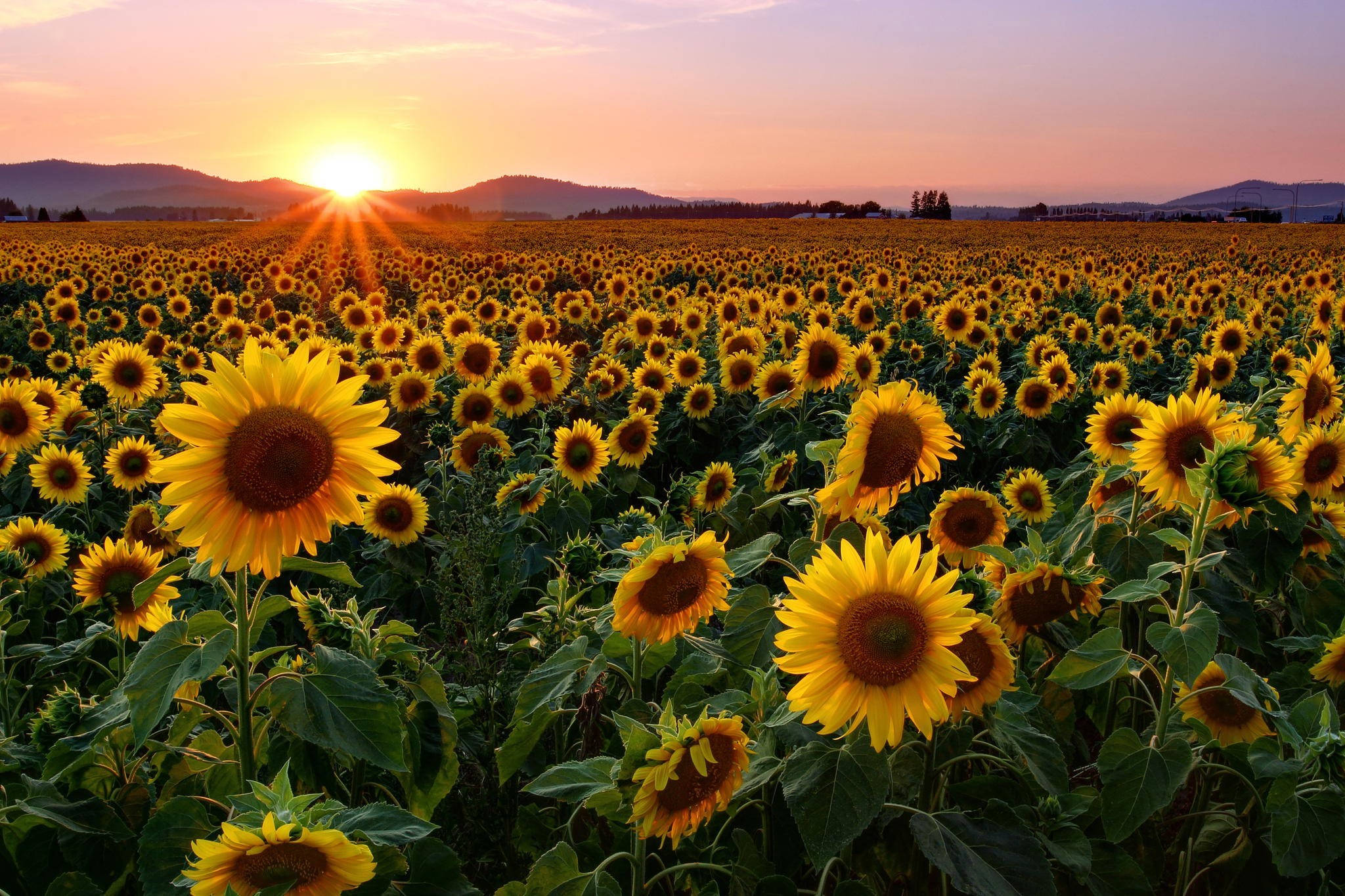 Sunflower Desktop, sunflowers, glowing sunset, Full HD Desktop Wallpaper