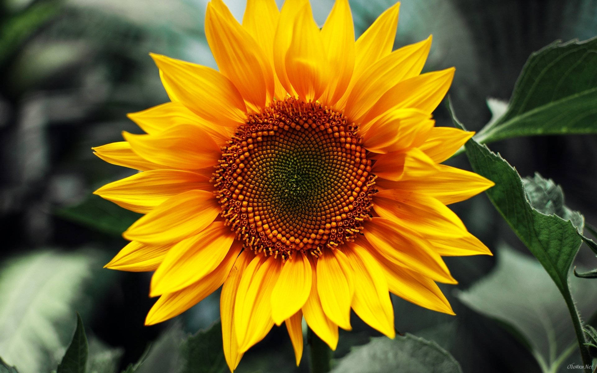 Sunflower Desktop, bright yellow, golden petals, Full HD Desktop Wallpaper