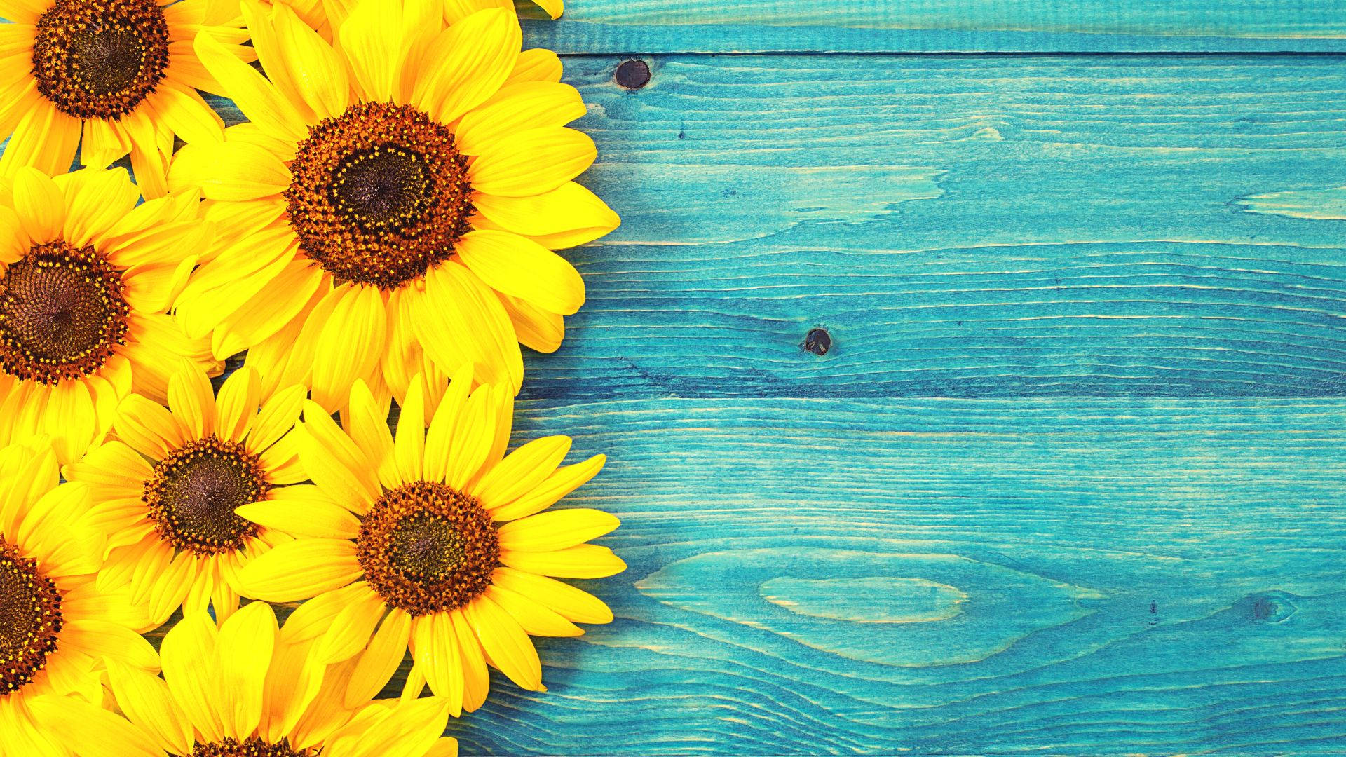 Sunflower Desktop, vibrant yellow sunflowers, textured turquoise wooden background, Full HD Desktop Wallpaper