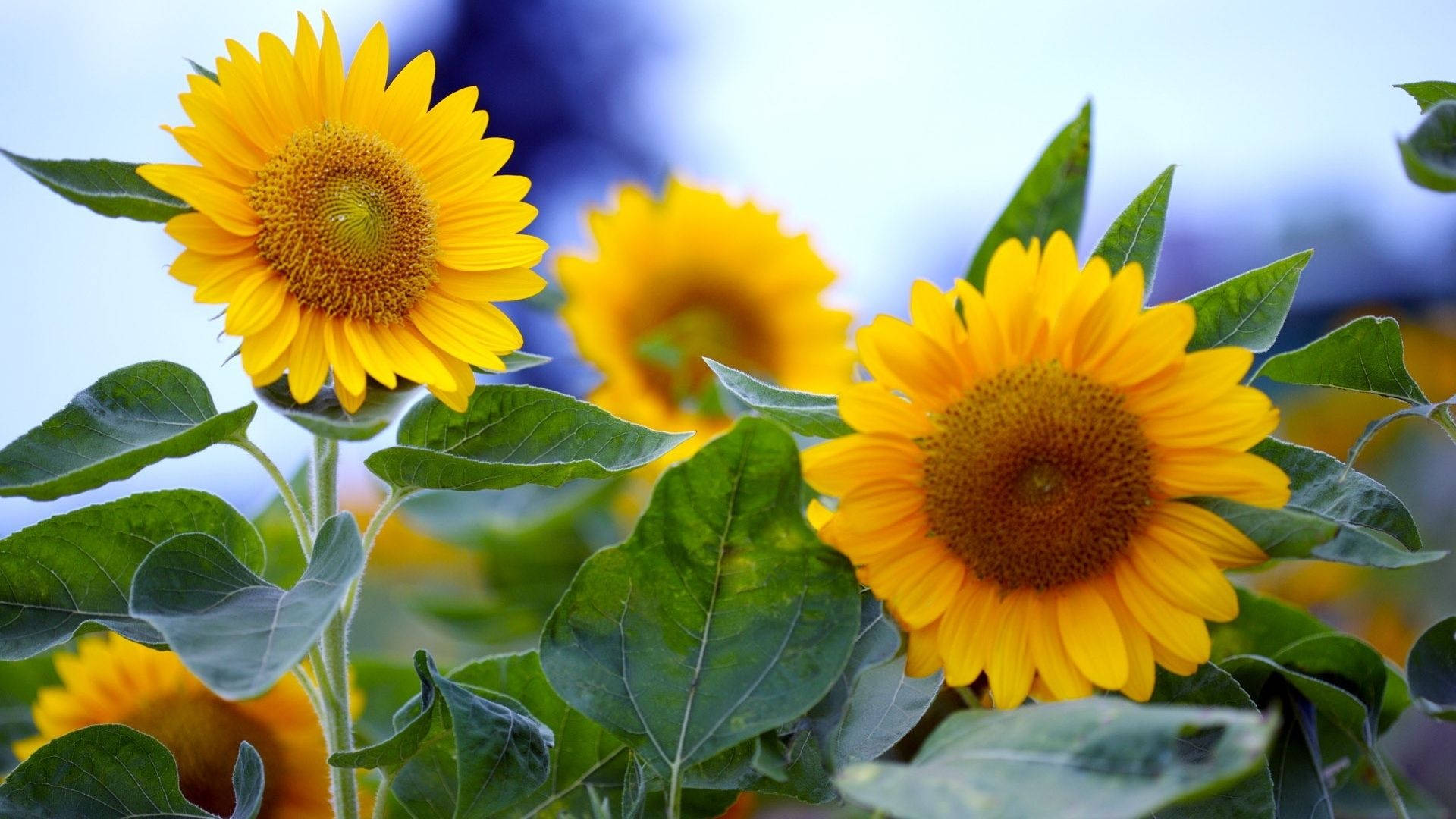 Sunflower Desktop, golden petals, dark centers, Full HD Desktop Wallpaper