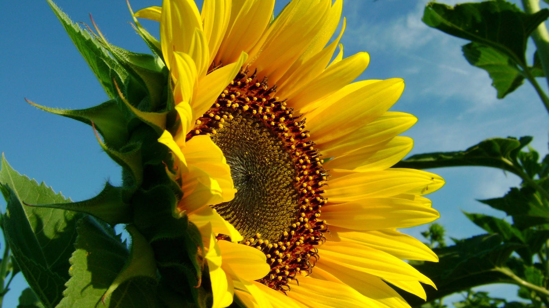 sunflower, clear blue sky, lush green leaves, Full HD Desktop Wallpaper