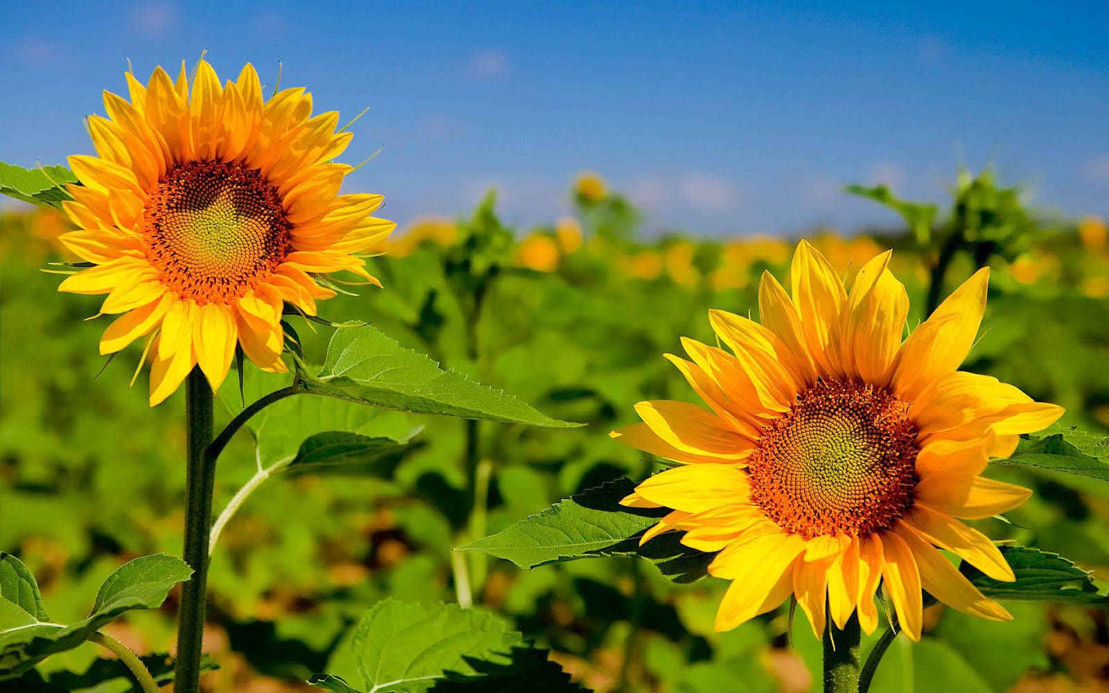 Sunflower Desktop, sunflower, lush green field, HD Desktop Wallpaper