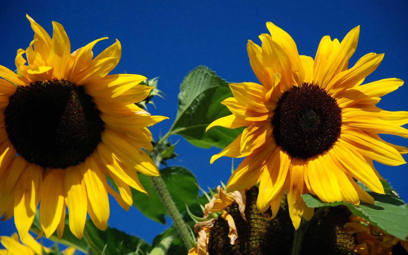 sunflower, bright yellow background, clear blue sky, HD Desktop Wallpaper