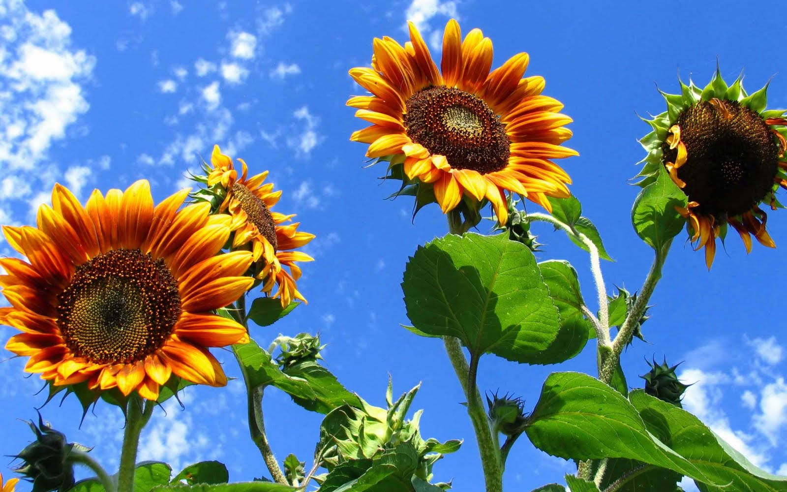 sunflower, clear blue summer sky, bright blue sky, HD Desktop Wallpaper
