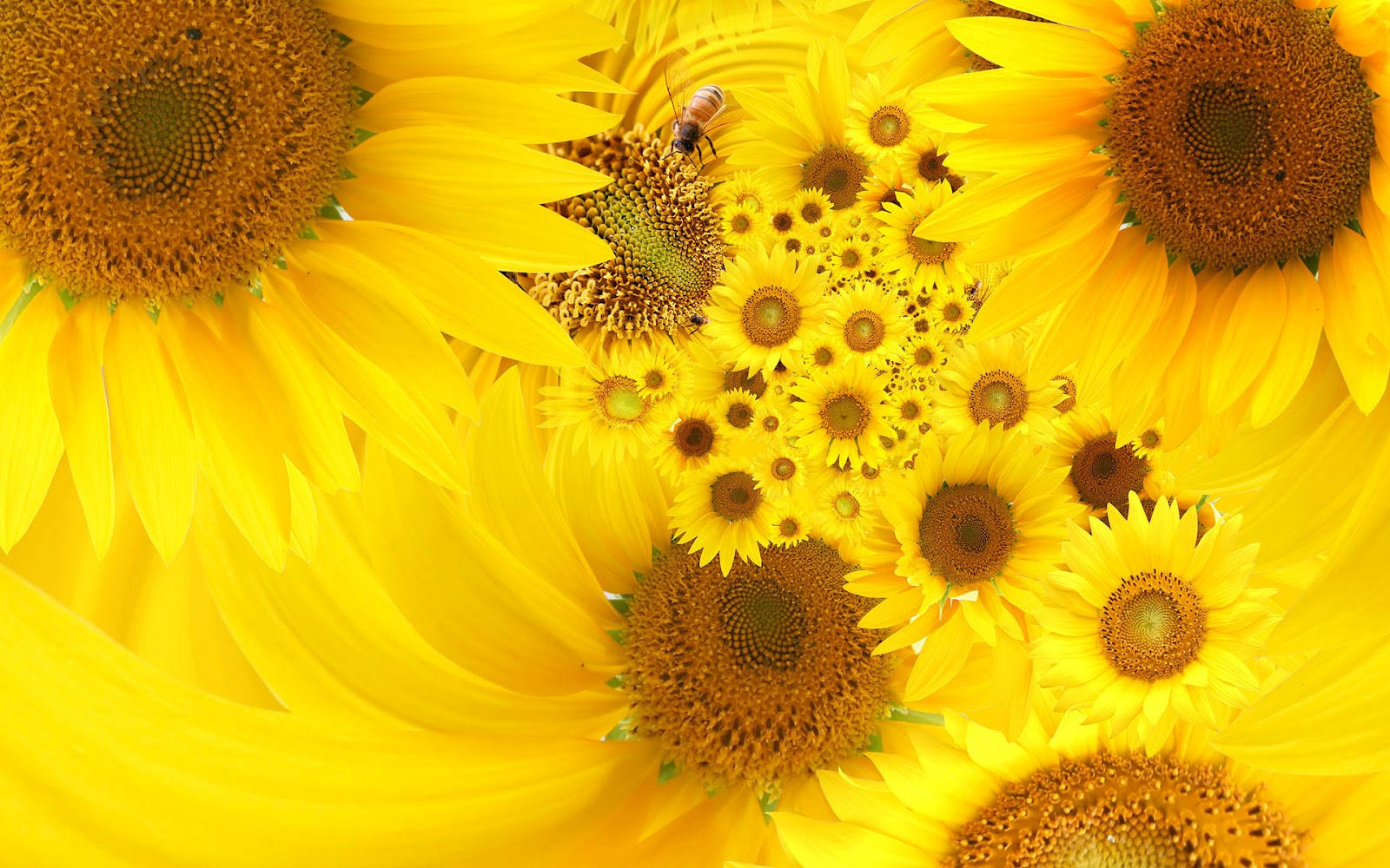 Sunflower Desktop, sunflowers, bee, HD Desktop Wallpaper