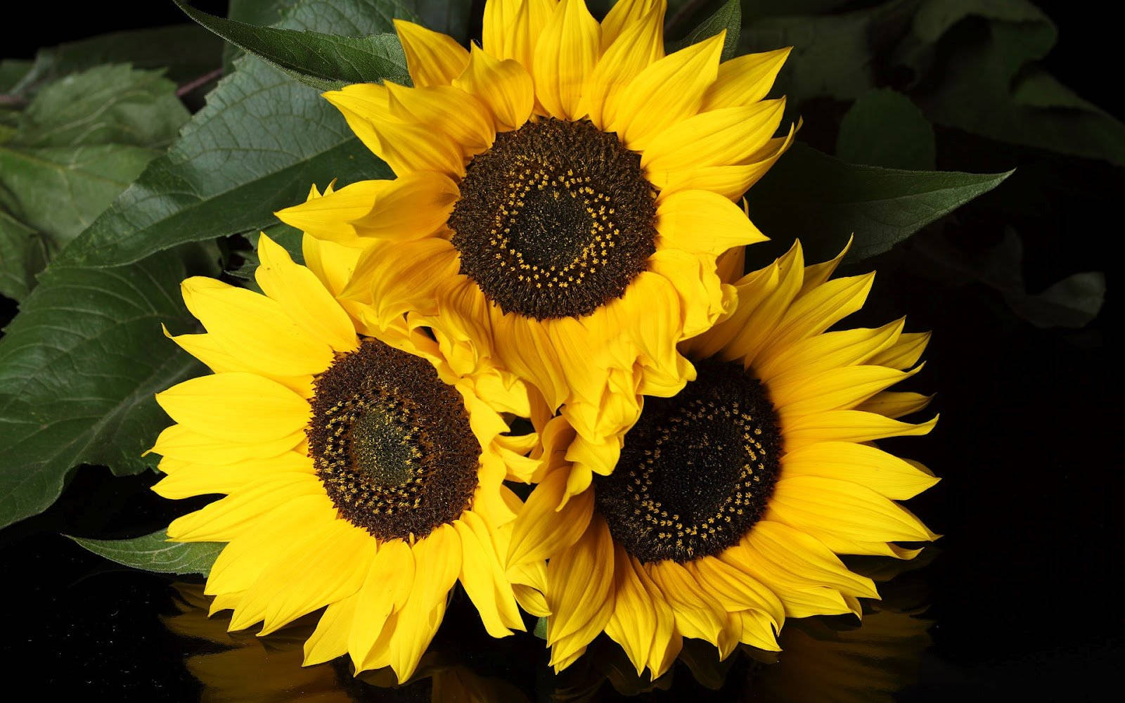 sunflower, yellow, sunny day, HD Desktop Wallpaper