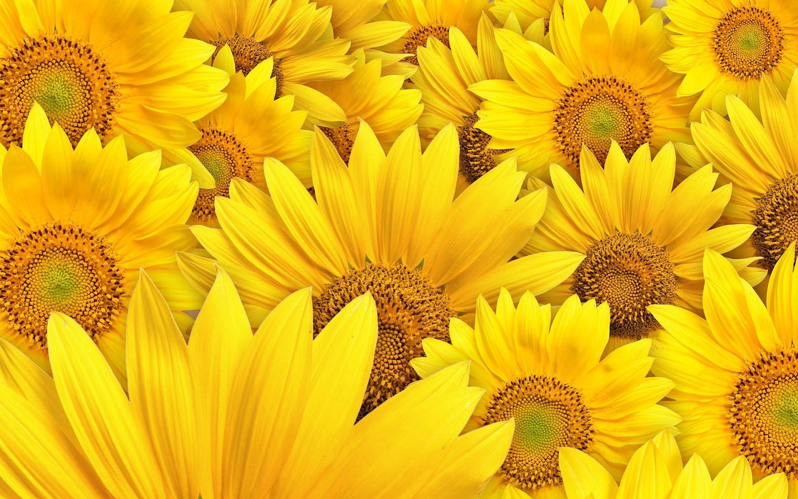 Sunflower, Vivid Blue Sky, Golden Petals, HD Desktop Wallpaper
