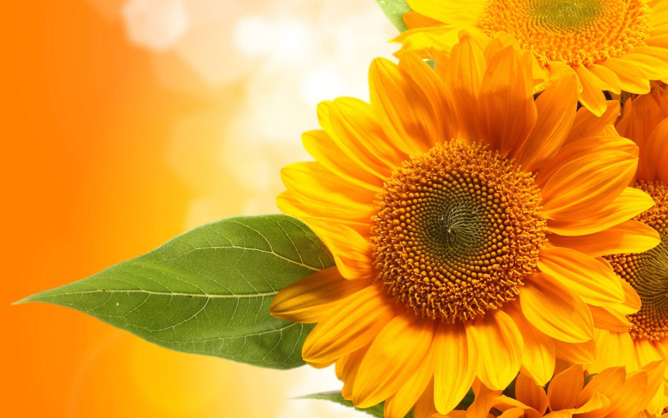 sunflower, natural field, warm orange bokeh background, 2K Desktop Wallpaper