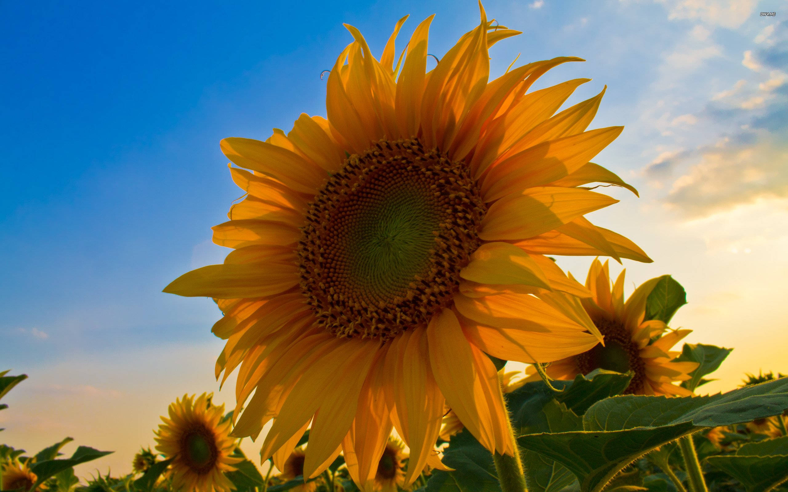 Sunflower, yellow center, golden sunset light, 2K Desktop Wallpaper