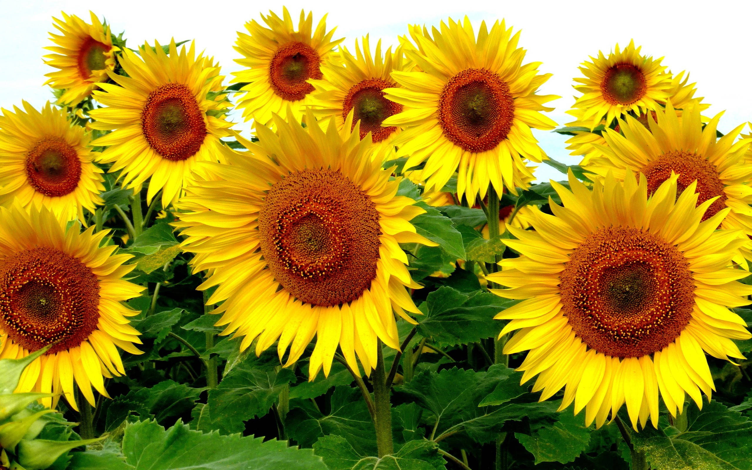 sunflower, yellow, dark brown centers, 2K Desktop Wallpaper