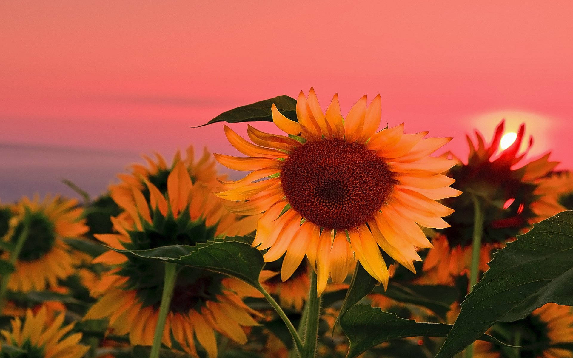 Sunflower Desktop, sunflowers, field, Full HD Desktop Wallpaper