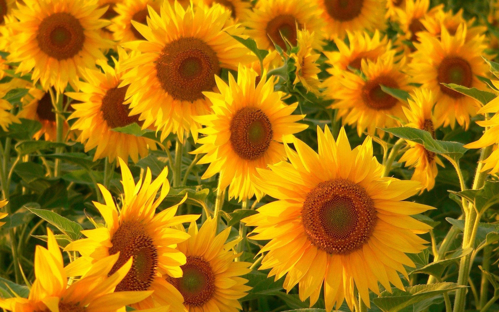 Sunflower Desktop, sunflower, golden sunlight, Full HD Desktop Wallpaper