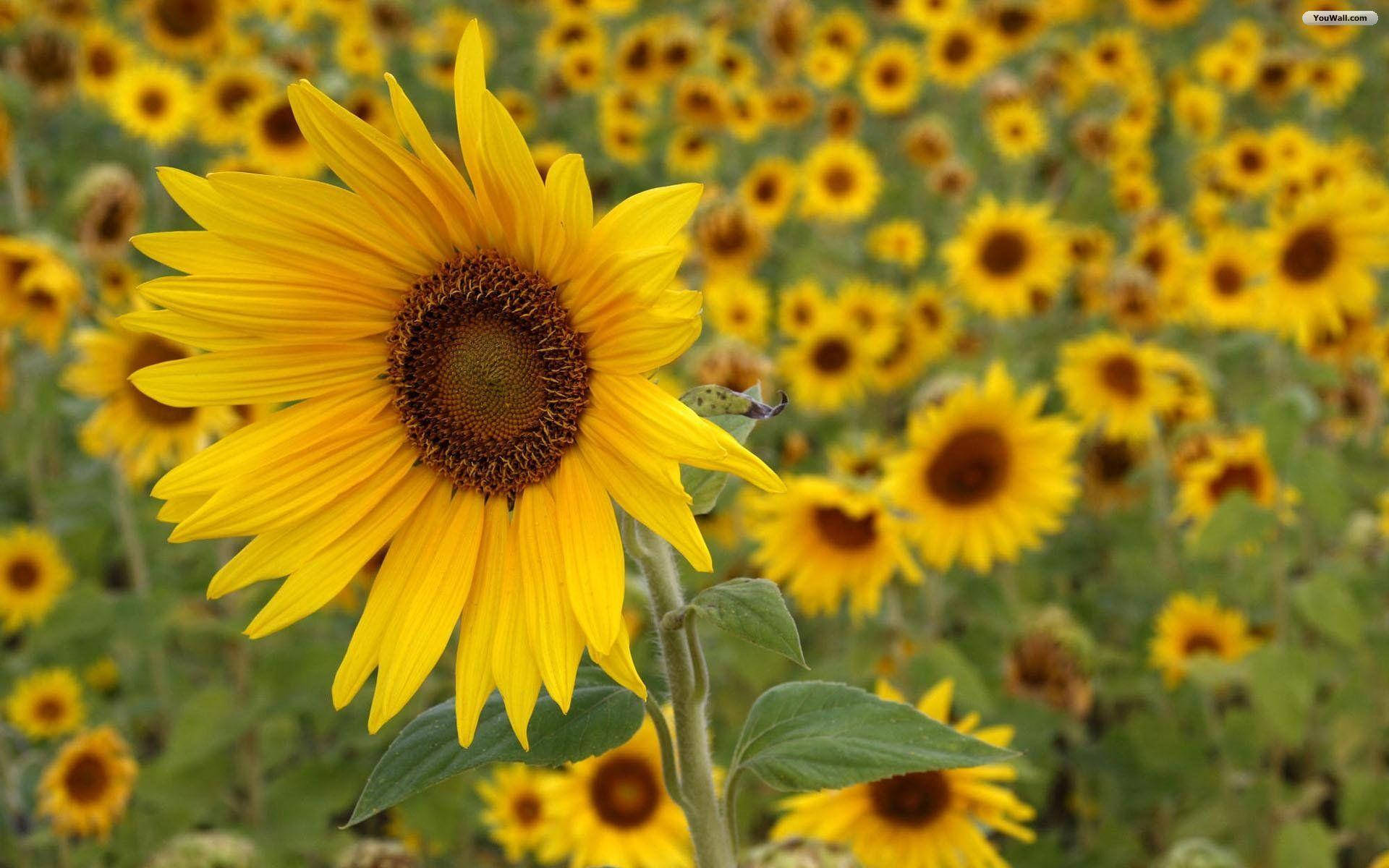 sunflower field, golden sunlight, single bloom, Full HD Desktop Wallpaper