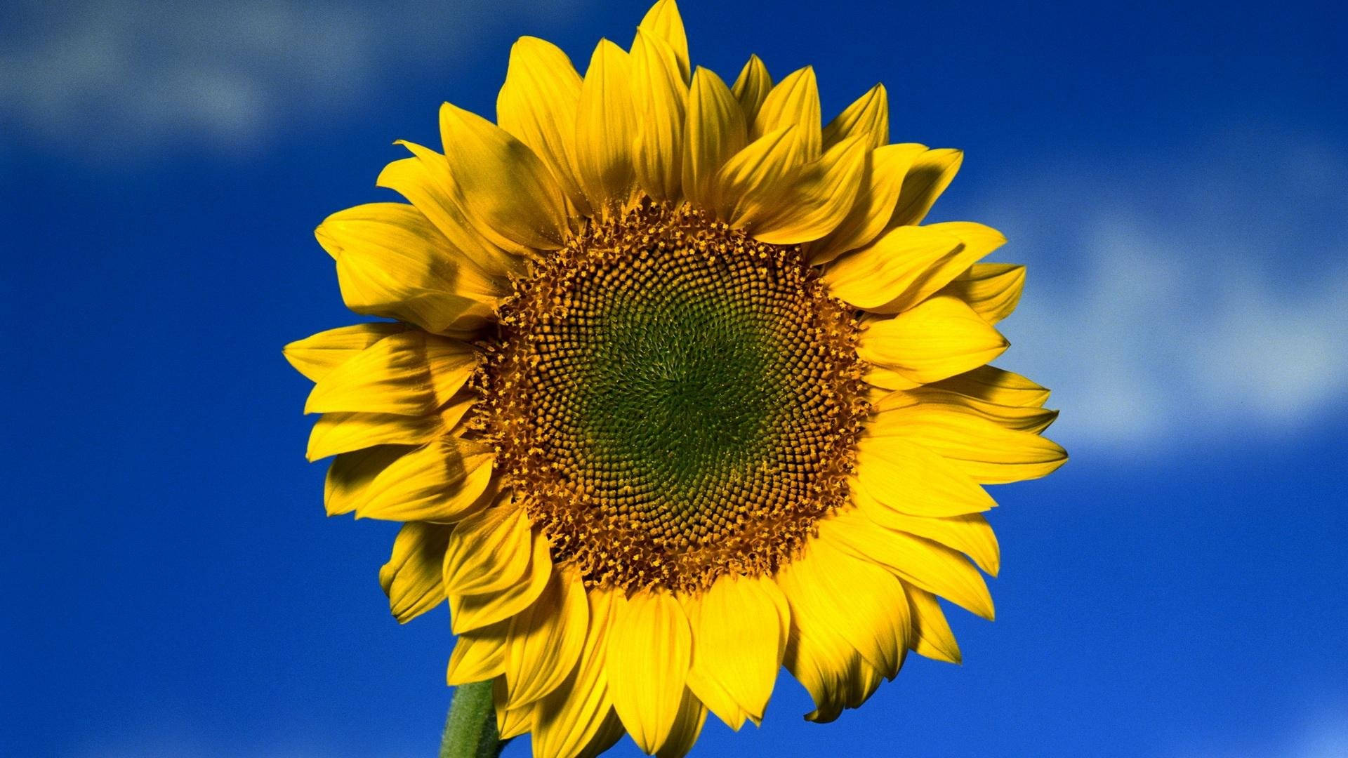 sunflower, golden petals, brown center, Full HD Desktop Wallpaper