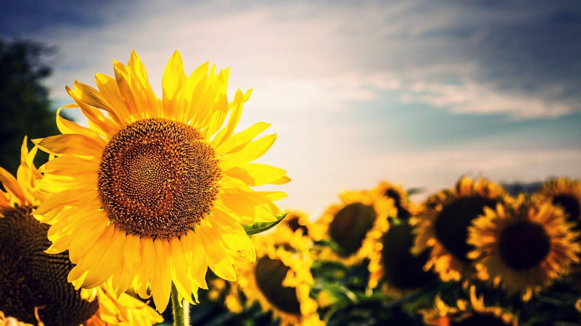 sunflower field, golden sunlight, soft blue sky, Full HD Desktop Wallpaper