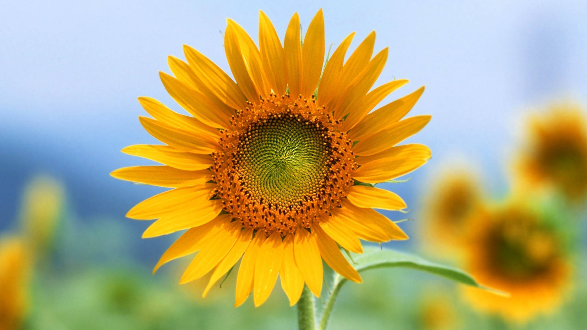 sunflower, yellow petals, soft blue sky, Full HD Desktop Wallpaper