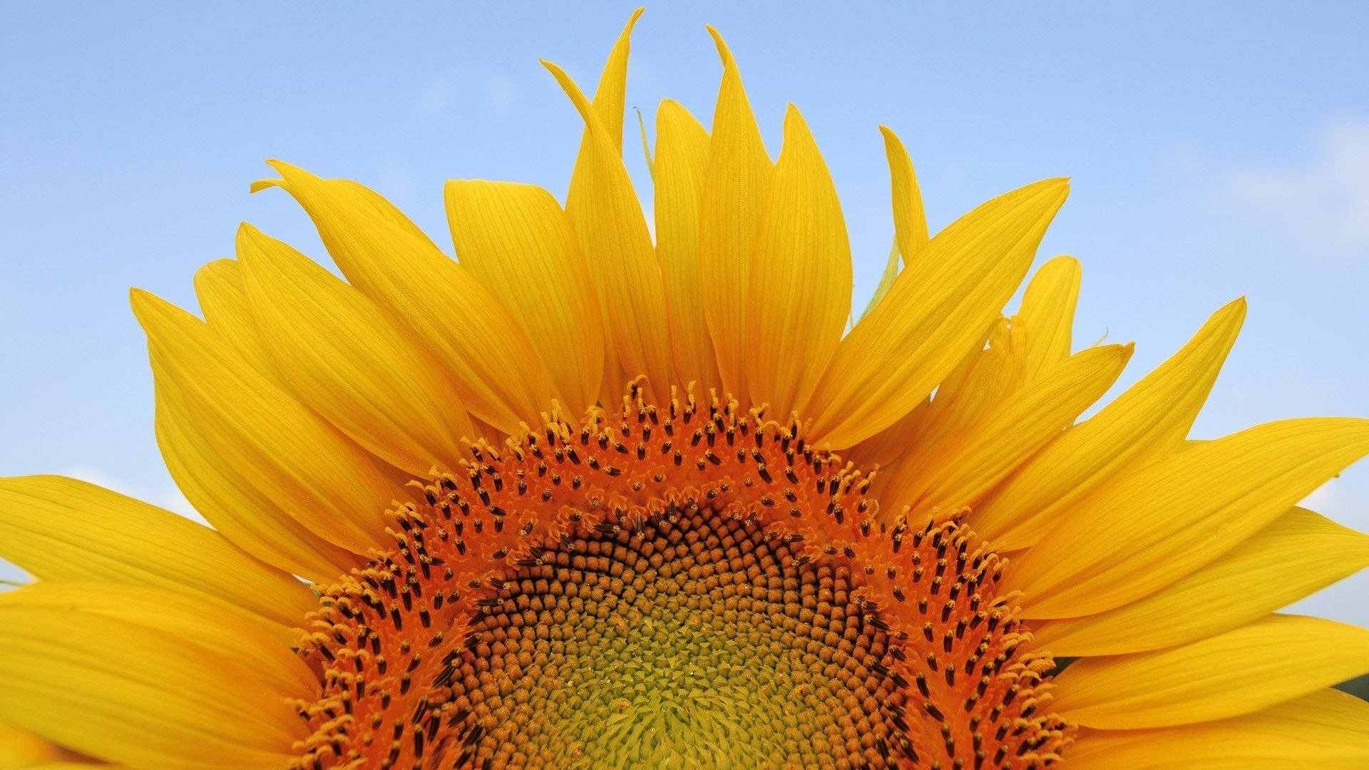 Sunflower Desktop, golden petals, center blooms, Full HD Desktop Wallpaper
