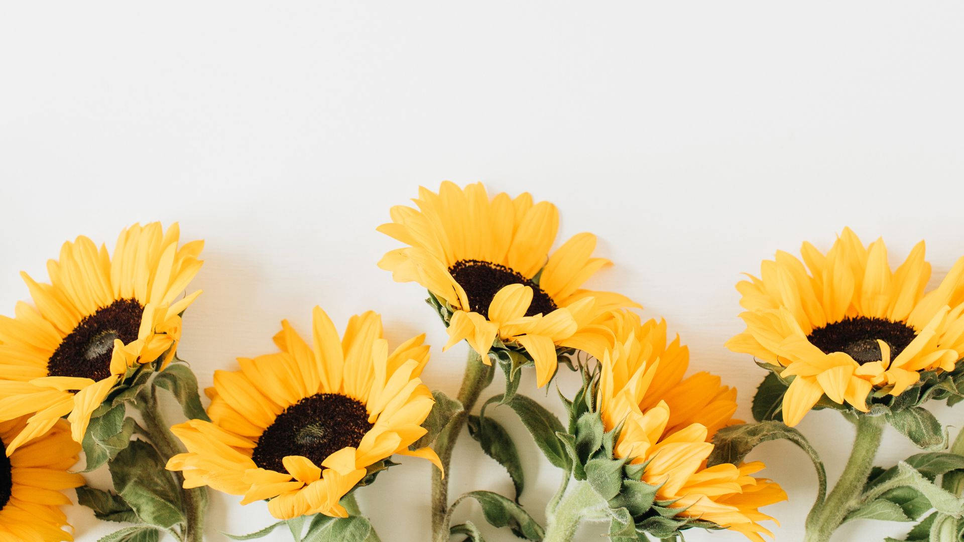 sunflower, dark centers, green stems, Full HD Desktop Wallpaper