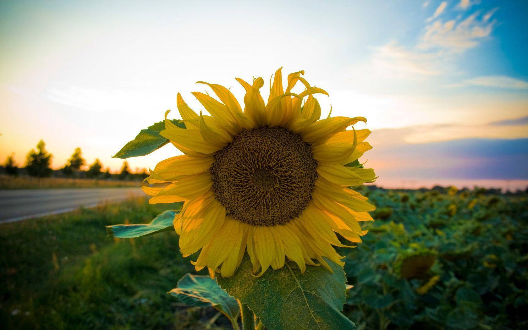 Sunflower Desktop, Sunset Sky, sunflower, HD Desktop Wallpaper