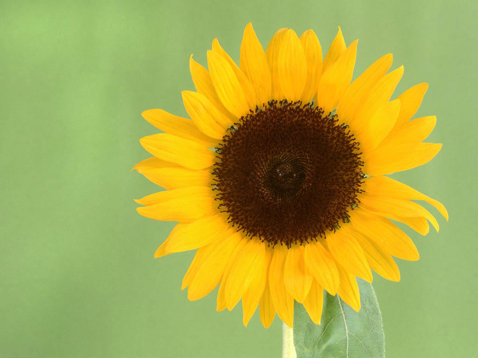 sunflower desktop, sunflower, yellow, HD Desktop Wallpaper