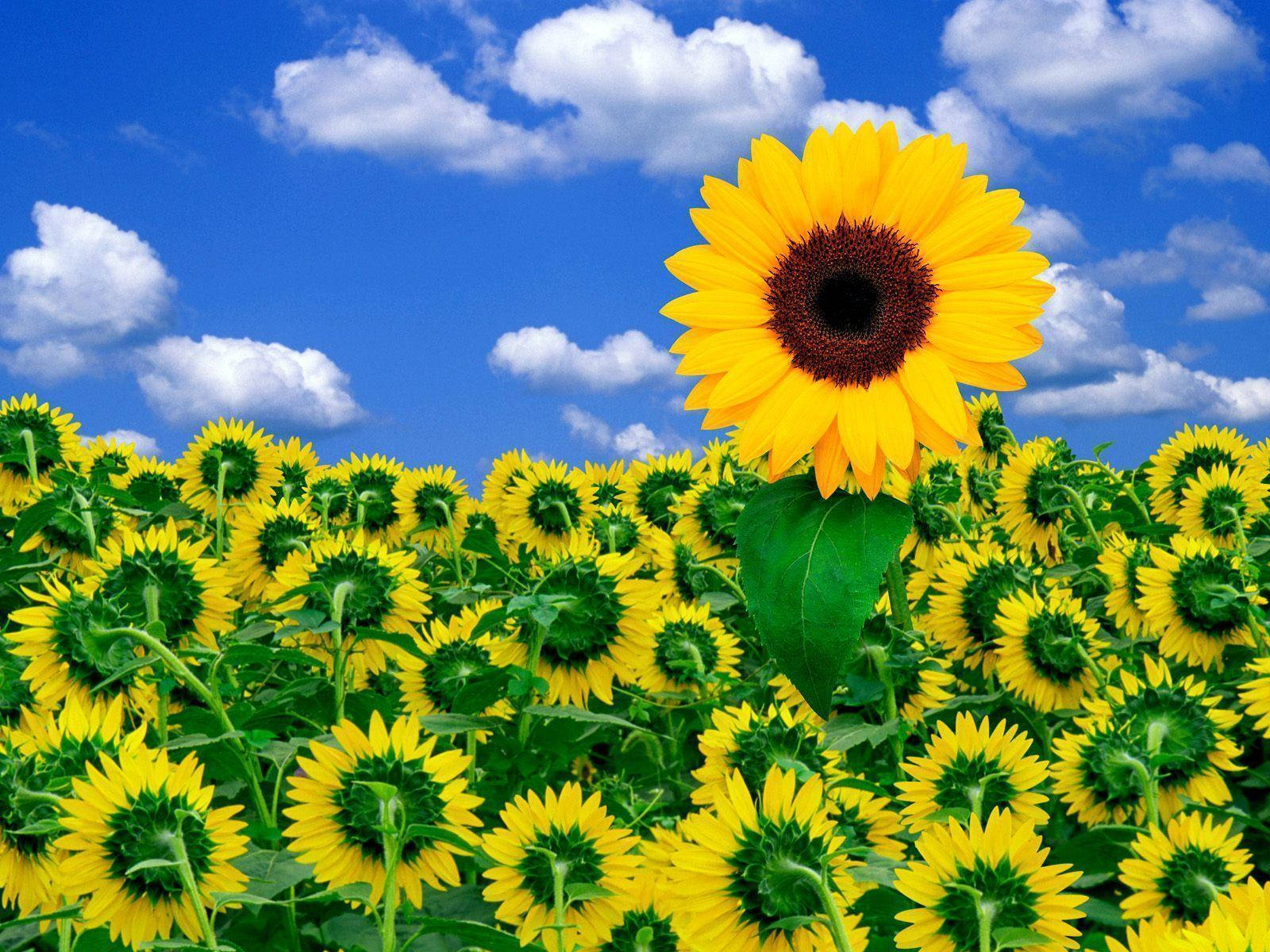 sunflower field, bright blue sky, fluffy white clouds, HD Desktop Wallpaper