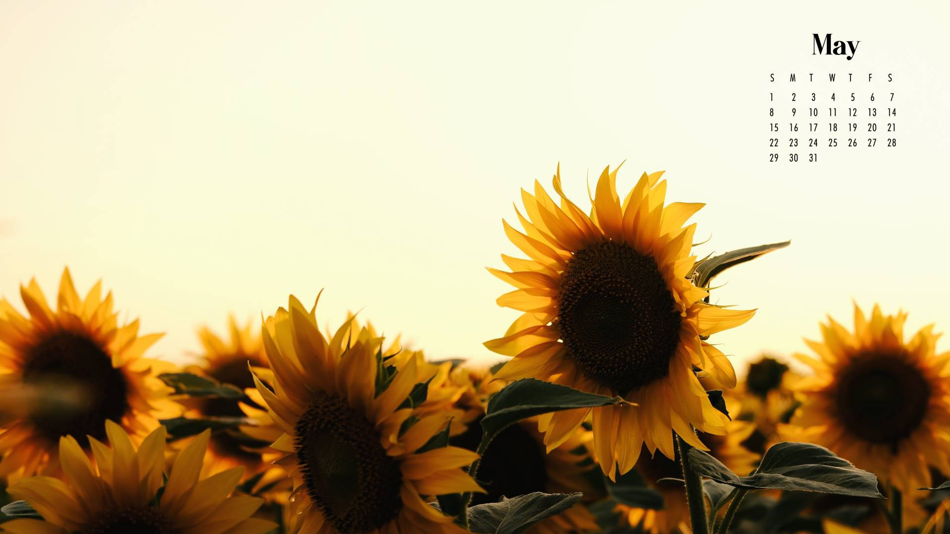 May 2022 Calendar, sunflowers, golden field, Full HD Desktop Wallpaper
