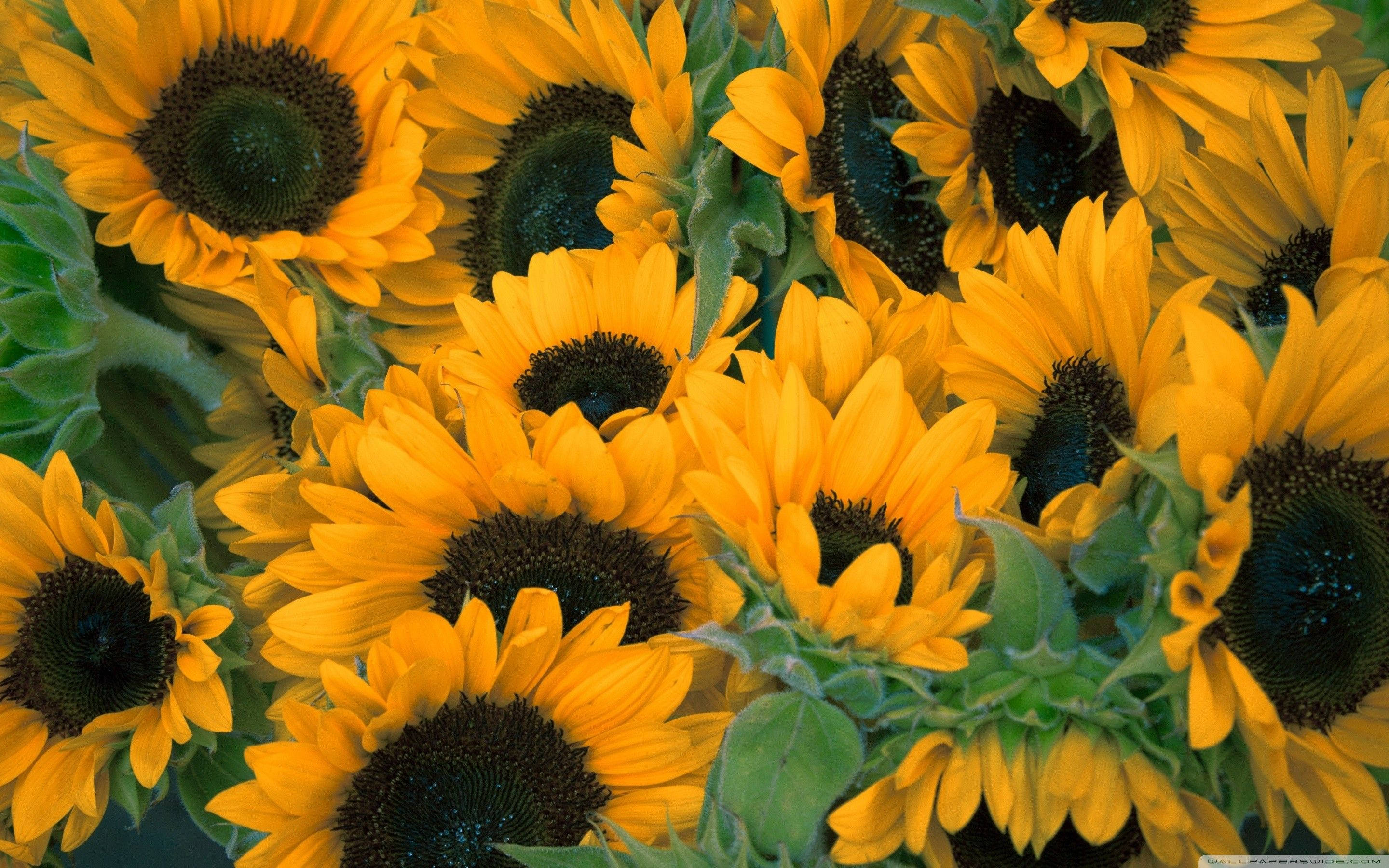 sunflower, yellow, dark centers, 2K Desktop Wallpaper