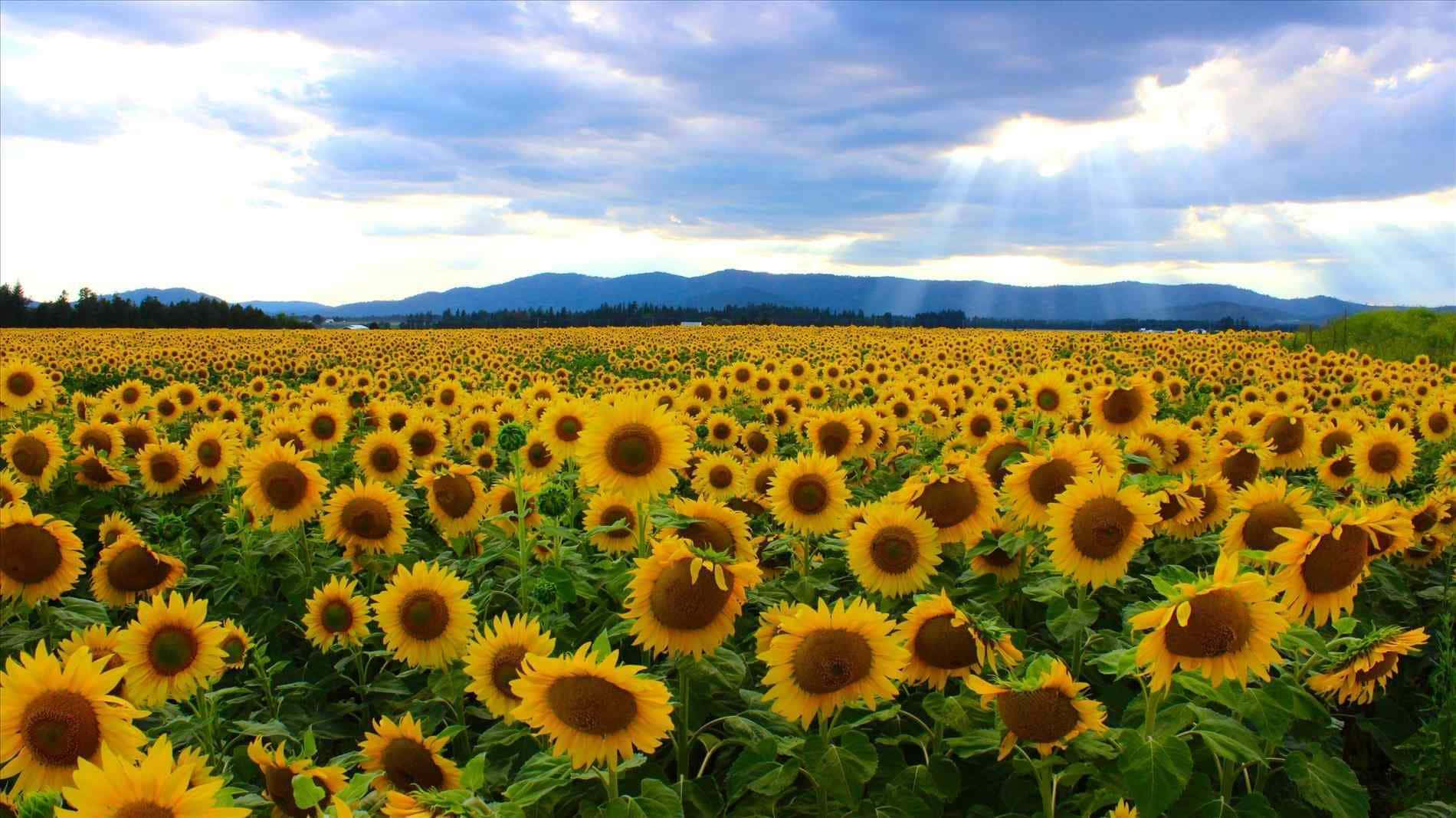 Sunflower Field, yellow aesthetic, bright yellow sunflowers, HD Desktop Wallpaper