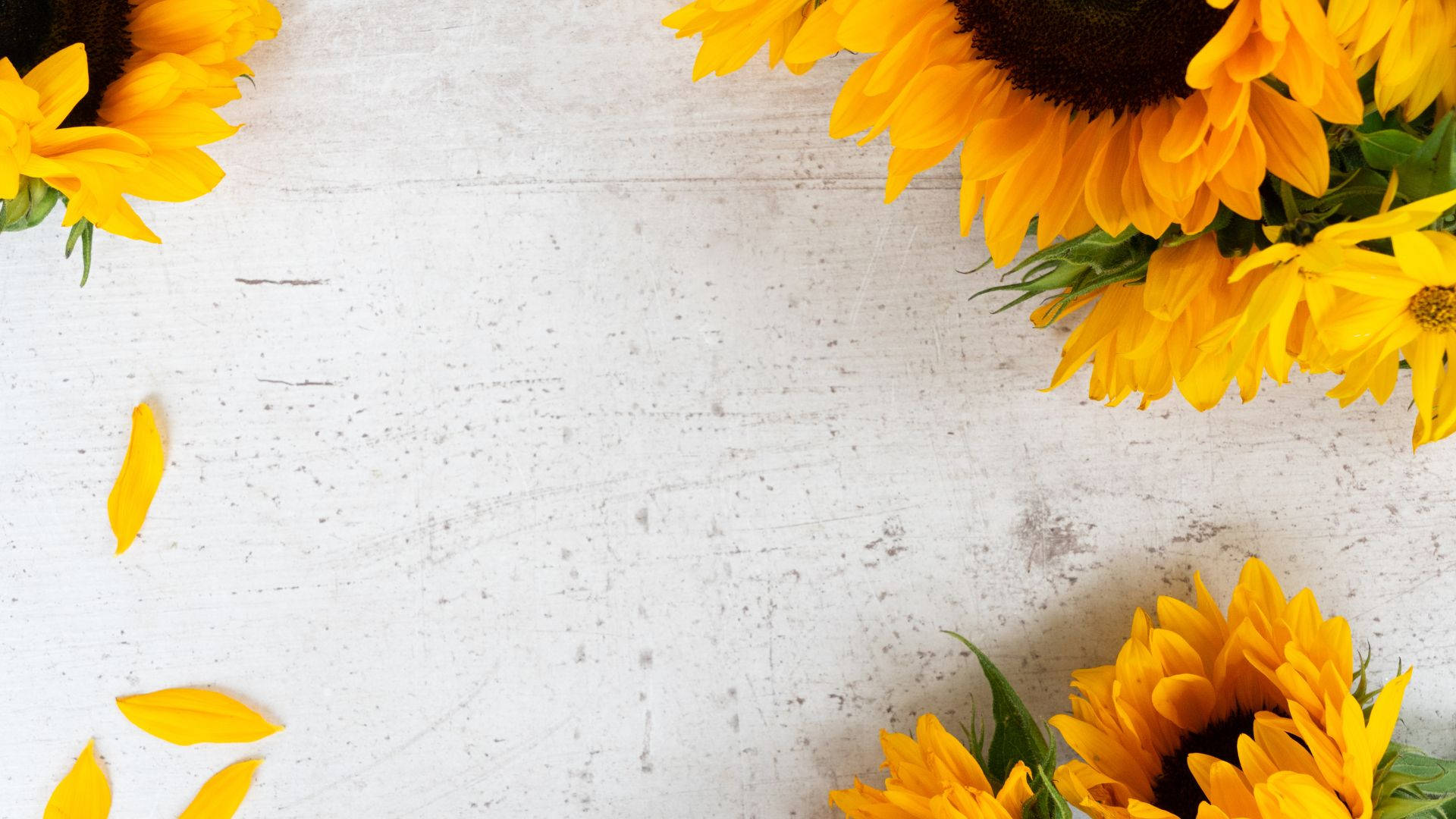 sunflower desktop, sunflowers, scattered petals, Full HD Desktop Wallpaper