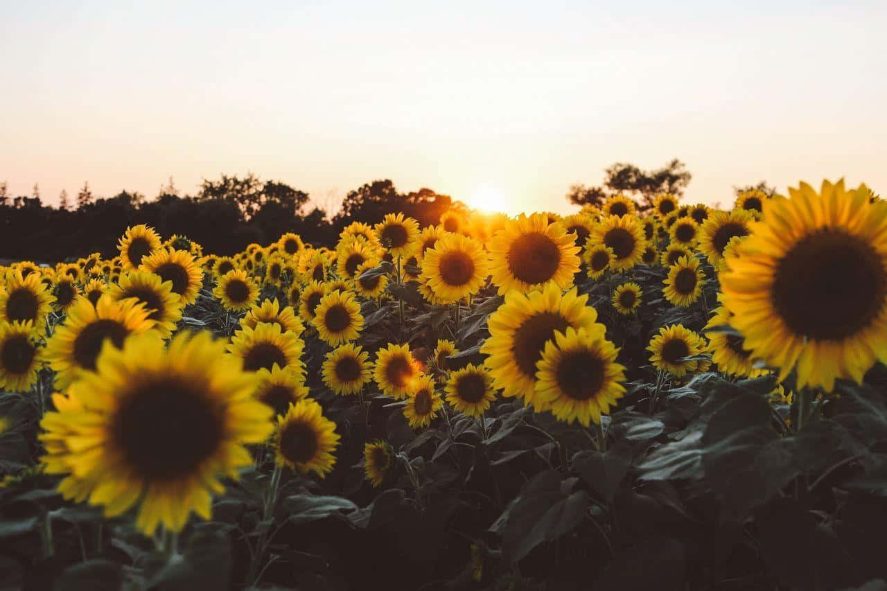 sunflower field, sunset, golden sunflower, HD Desktop Wallpaper