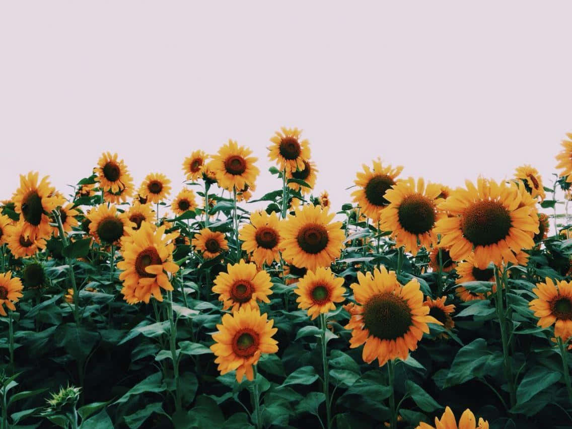 VSCO Laptop, sunflower field, pastel sky, SD Desktop Wallpaper