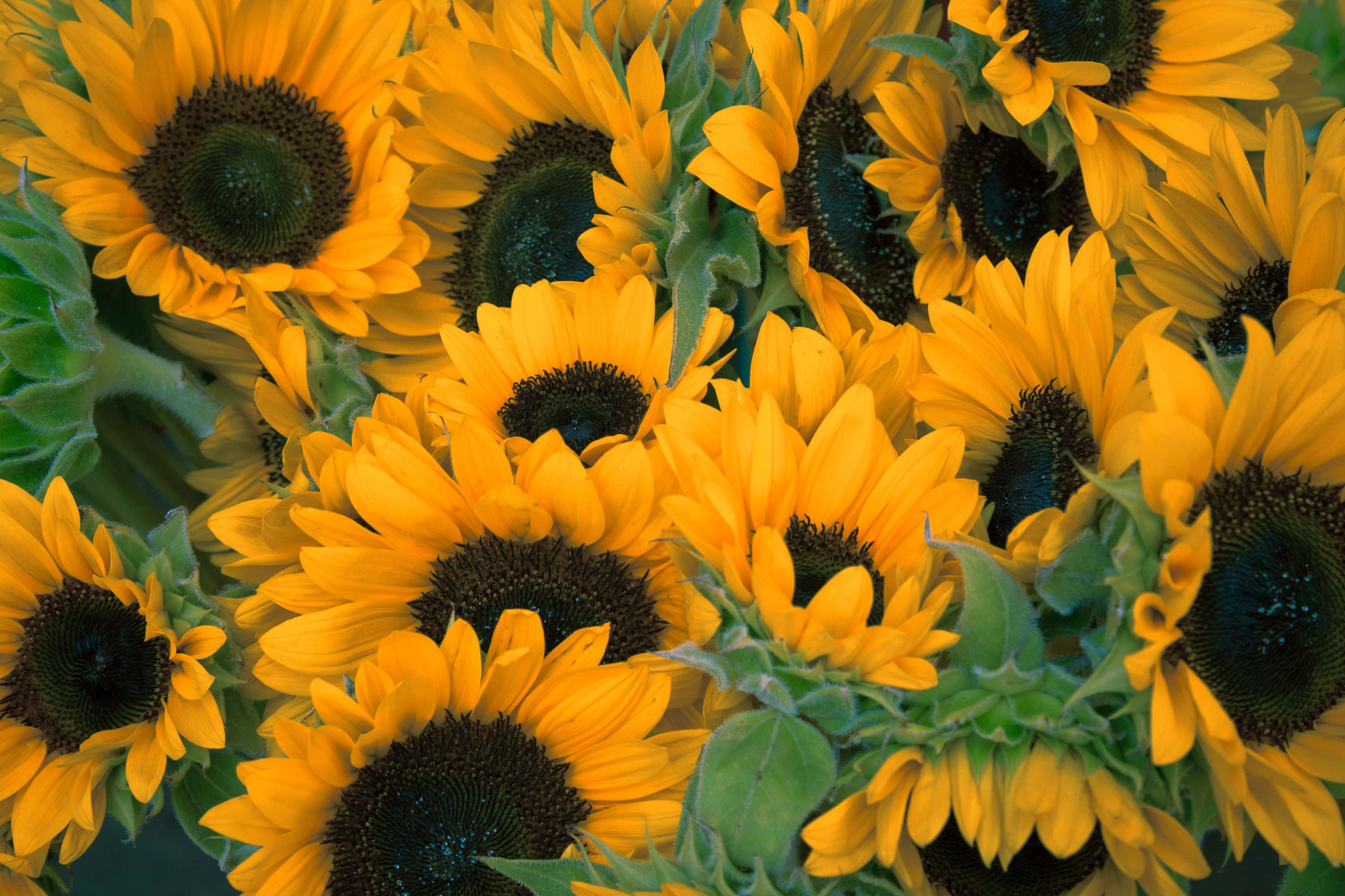 sunflowers, yellow, dark centers, 4K Desktop Wallpaper