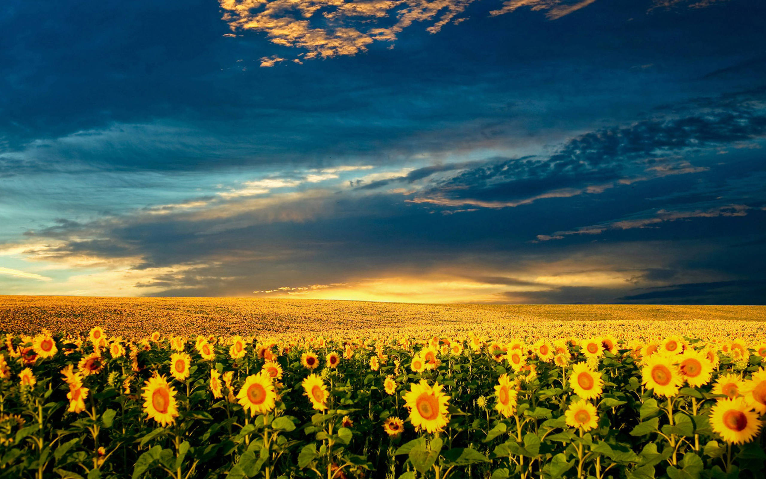 sunflower field, twilight sky, golden clouds, 2K Desktop Wallpaper